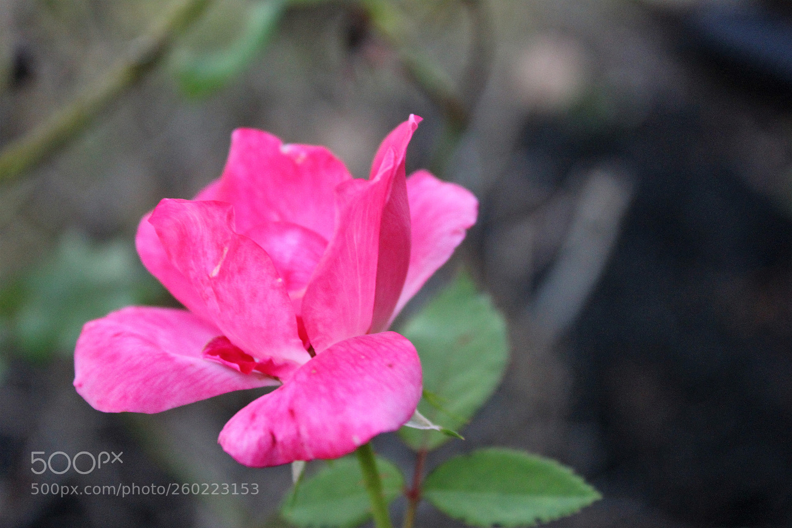 Canon EOS 550D (EOS Rebel T2i / EOS Kiss X4) sample photo. Img photography