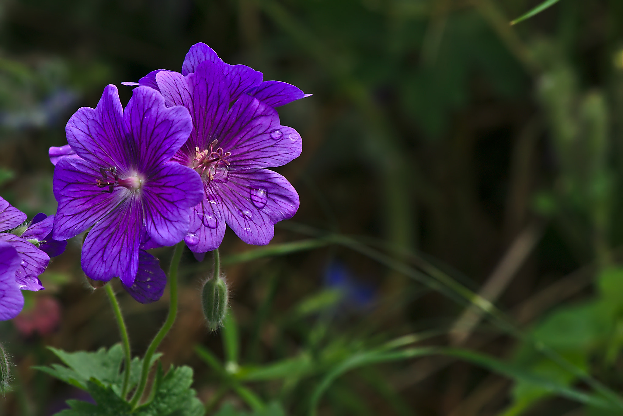 Panasonic Lumix DMC-GM1 sample photo. 2018 05 30 04 geranium vivace magnificum.jpg photography