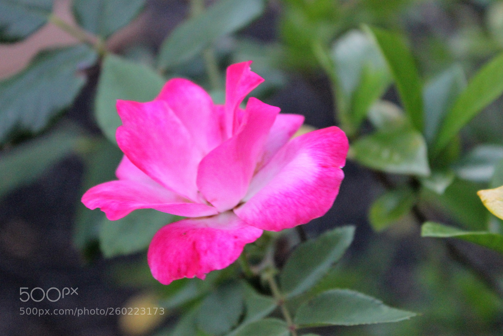 Canon EOS 550D (EOS Rebel T2i / EOS Kiss X4) sample photo. Img photography
