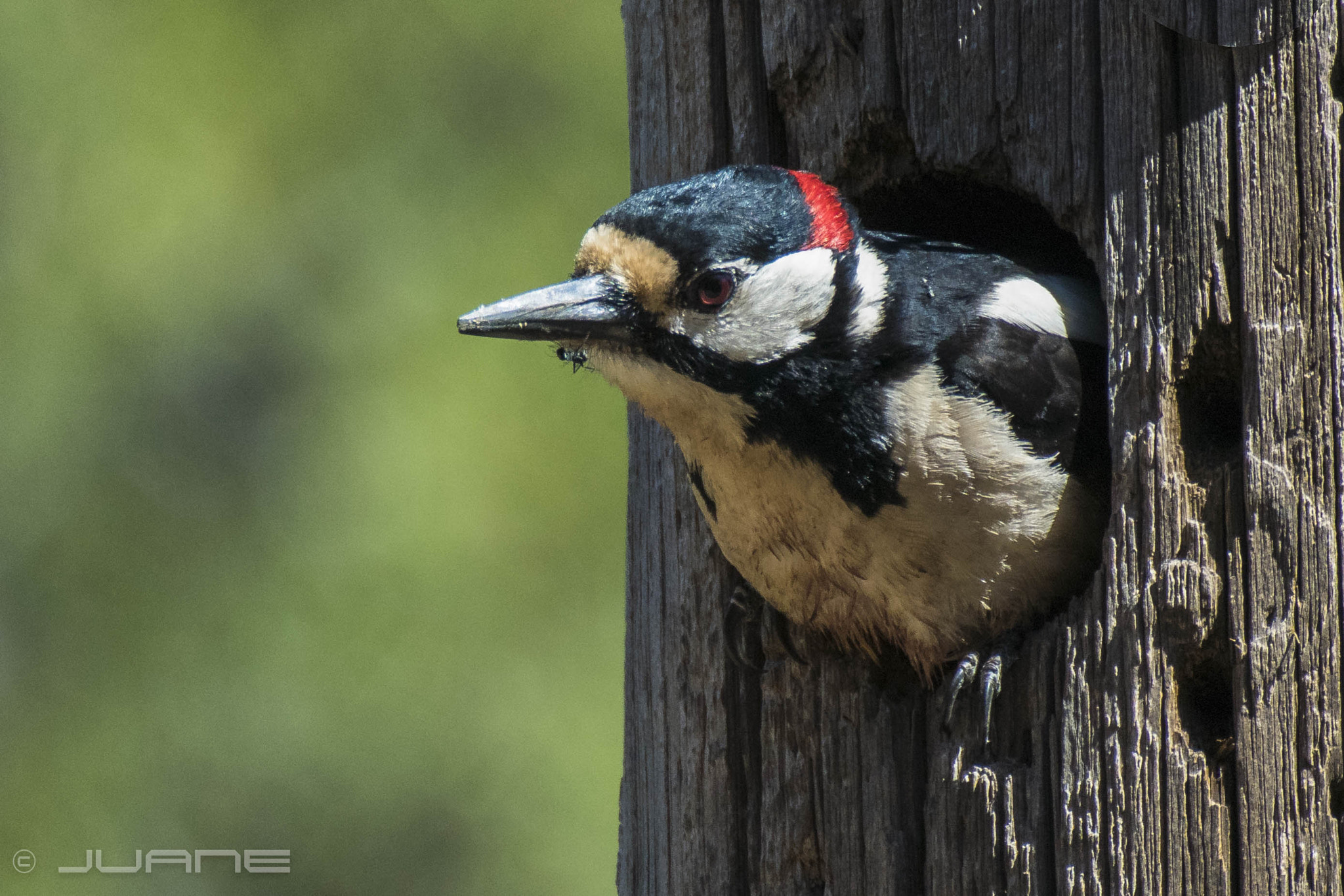 Nikon 1 V3 sample photo. Pico picapinos (dendrocopos major, thanneri)(♂) photography