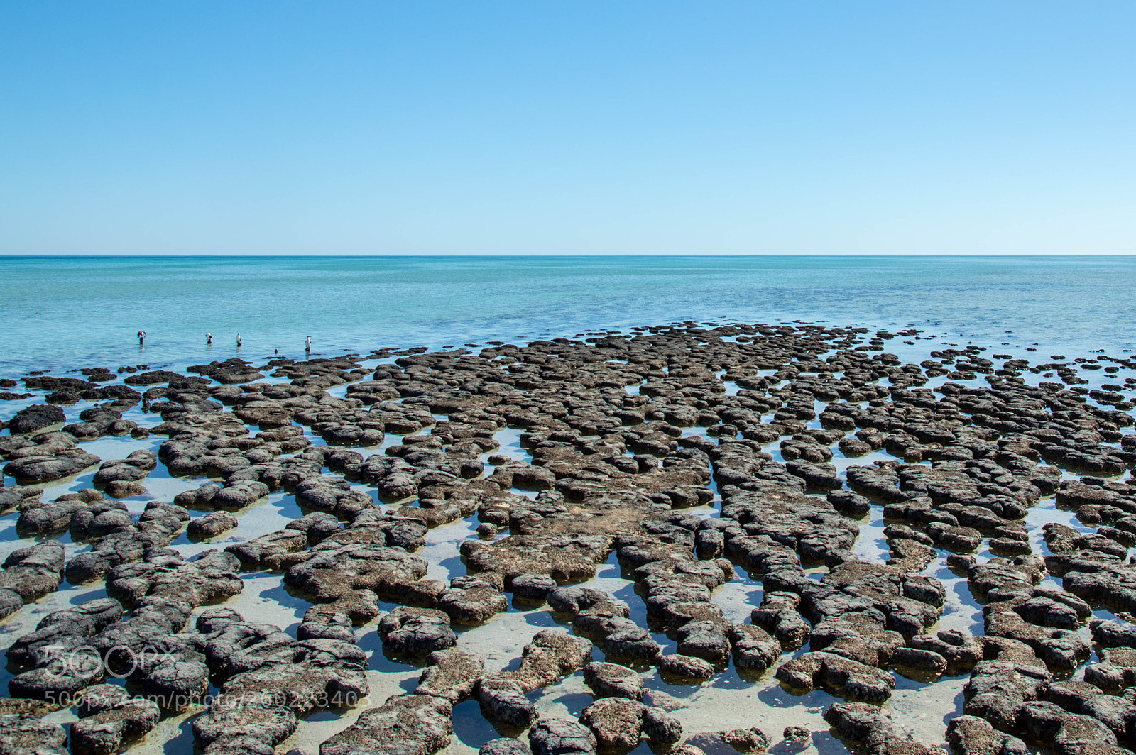 Nikon D3200 sample photo. Hamelin pool 05 photography