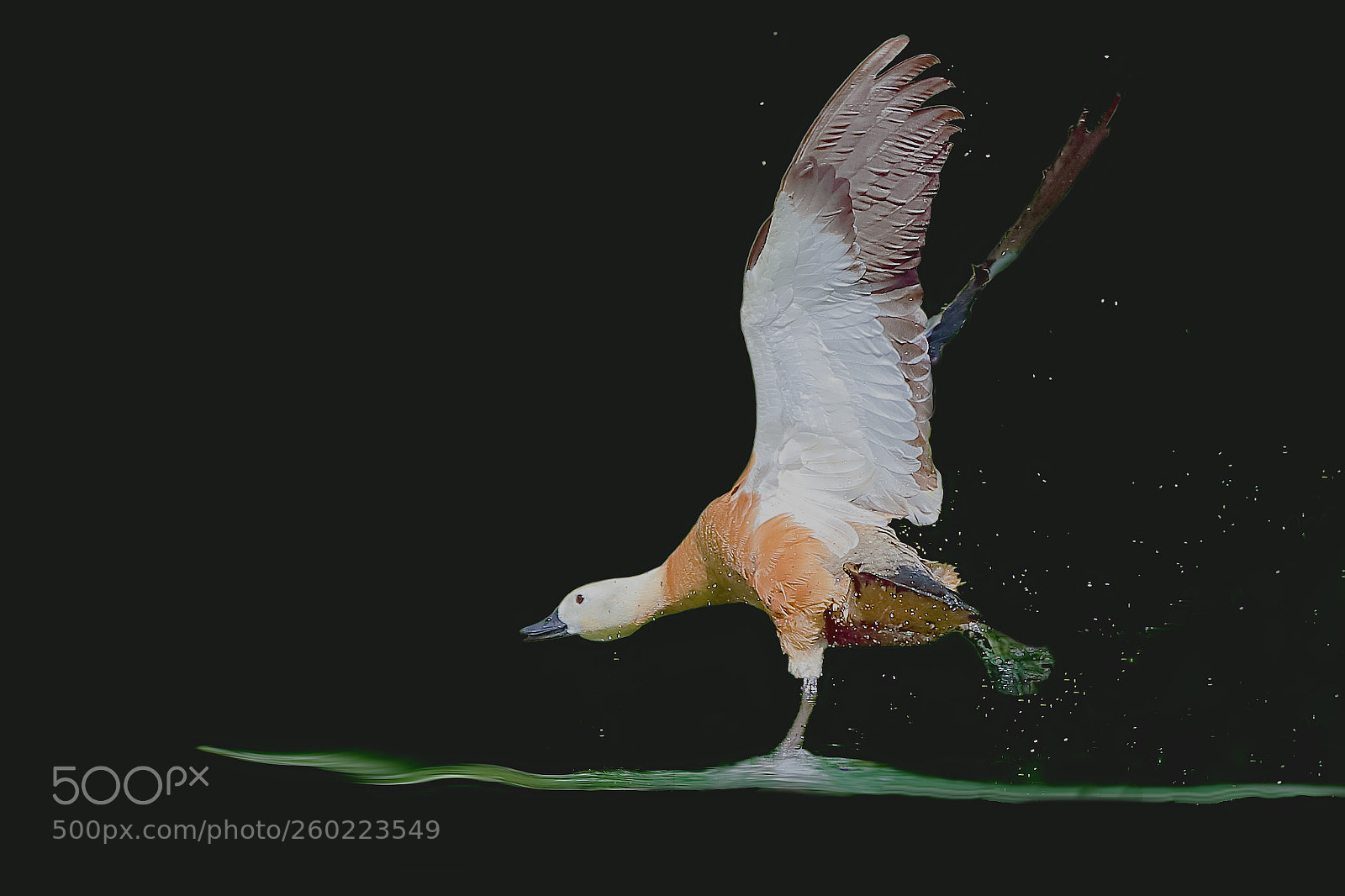Canon EOS-1D X Mark II sample photo. 赤麻鸭 photography