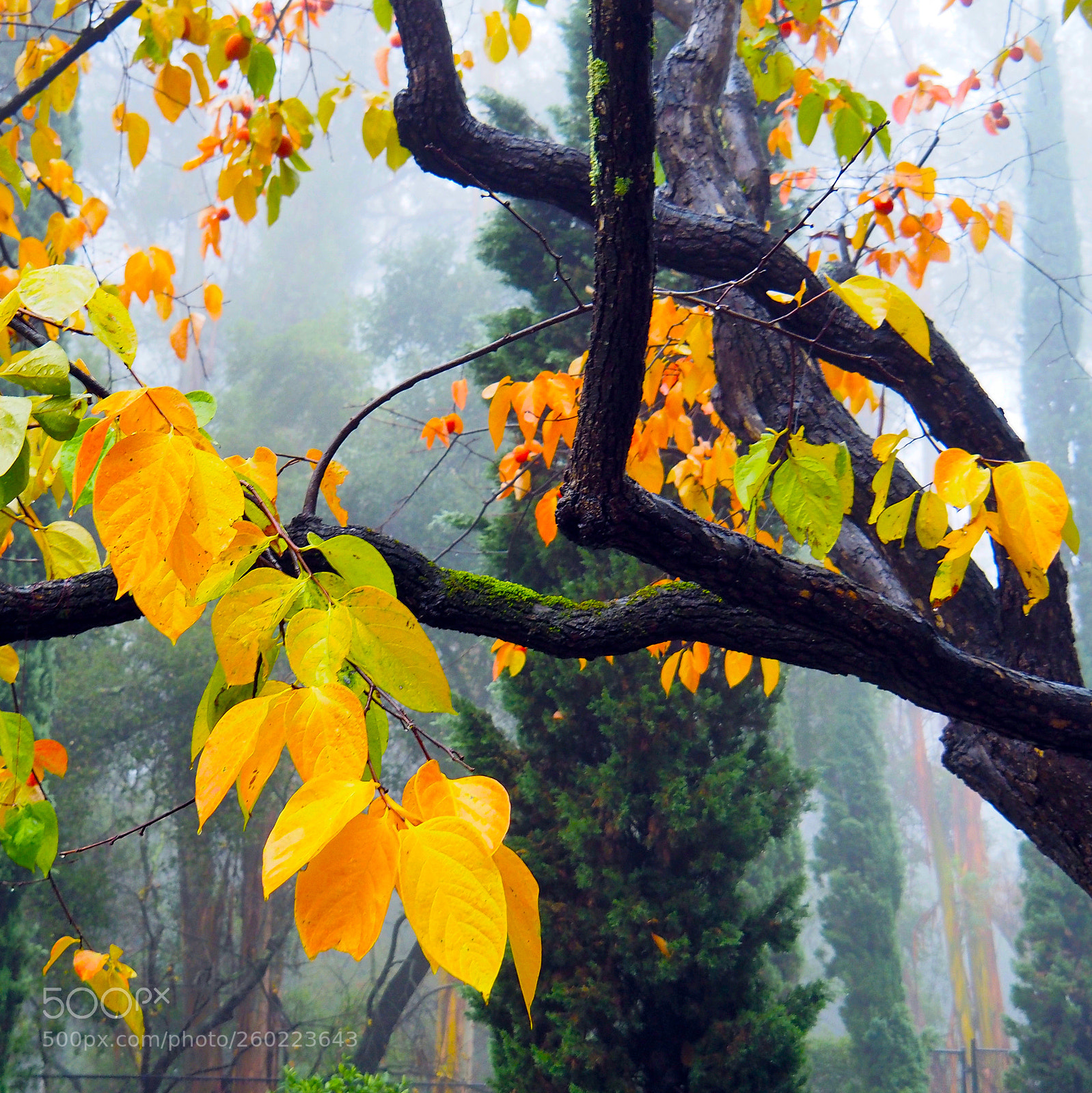 Olympus PEN-F sample photo. California mist photography