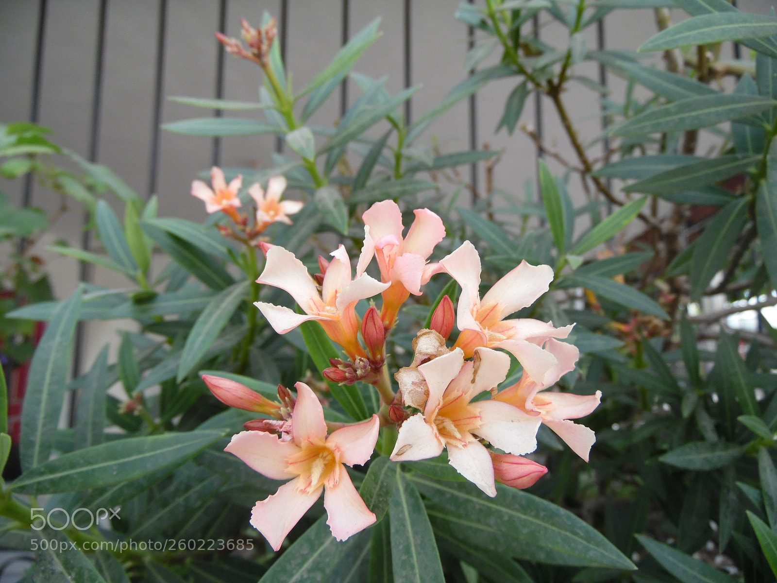 Samsung WB1100F/WB1101F/WB1102F sample photo. Little stars photography