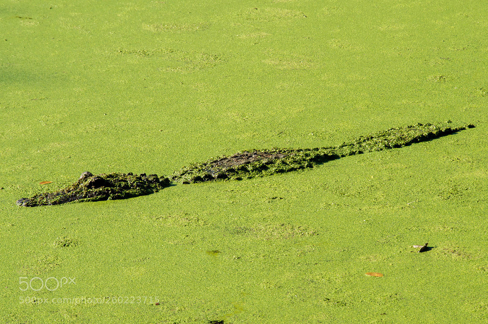 Nikon D3200 sample photo. Broome croc 01 photography