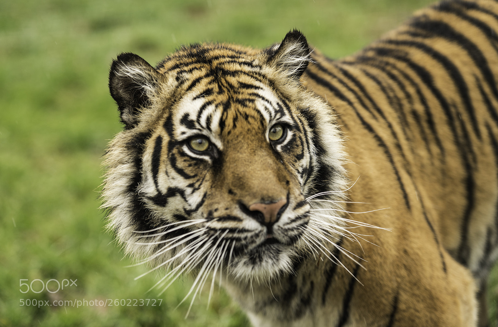 Nikon D5 sample photo. Tiger series photography