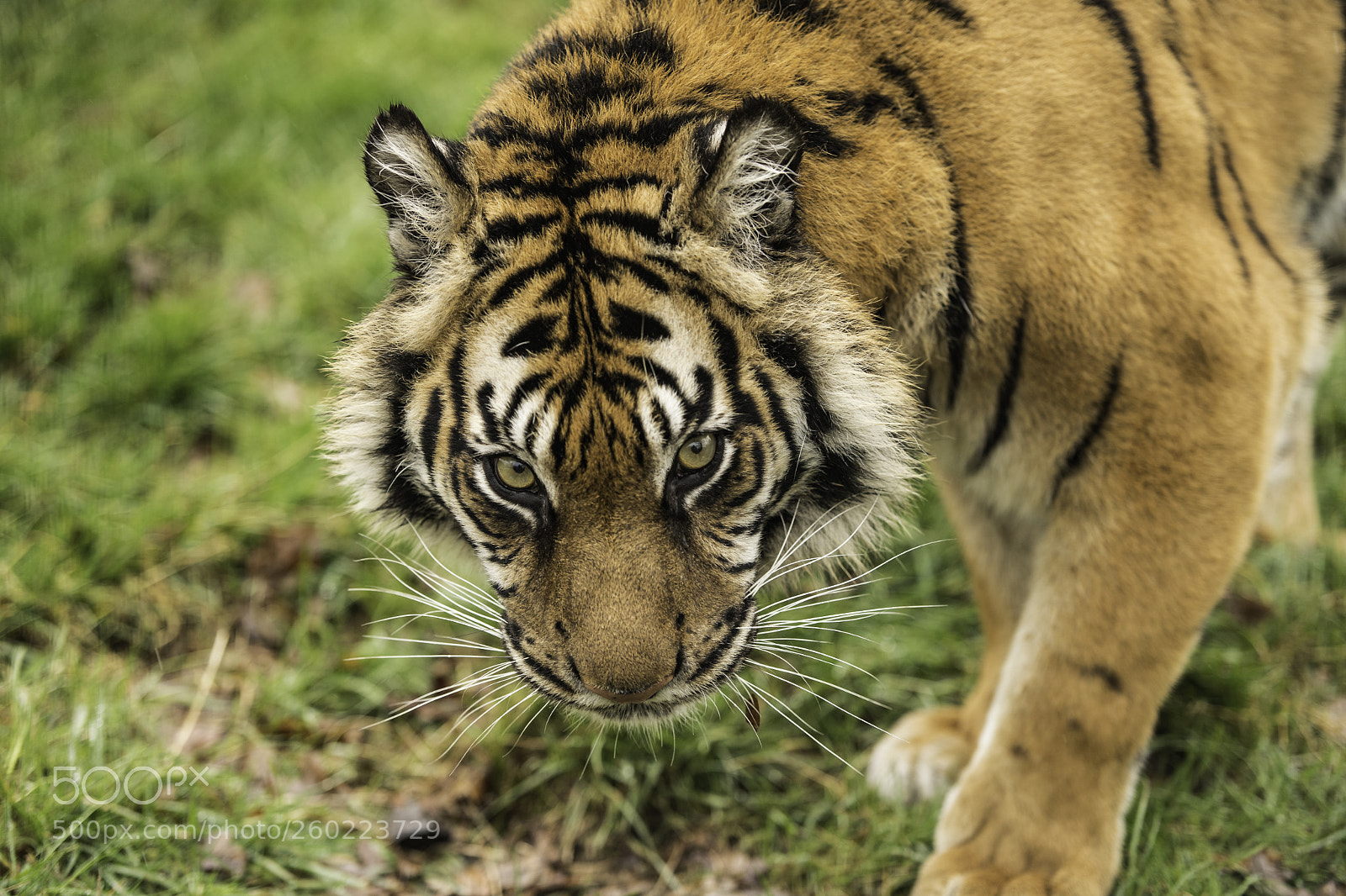 Nikon D5 sample photo. Tiger series photography