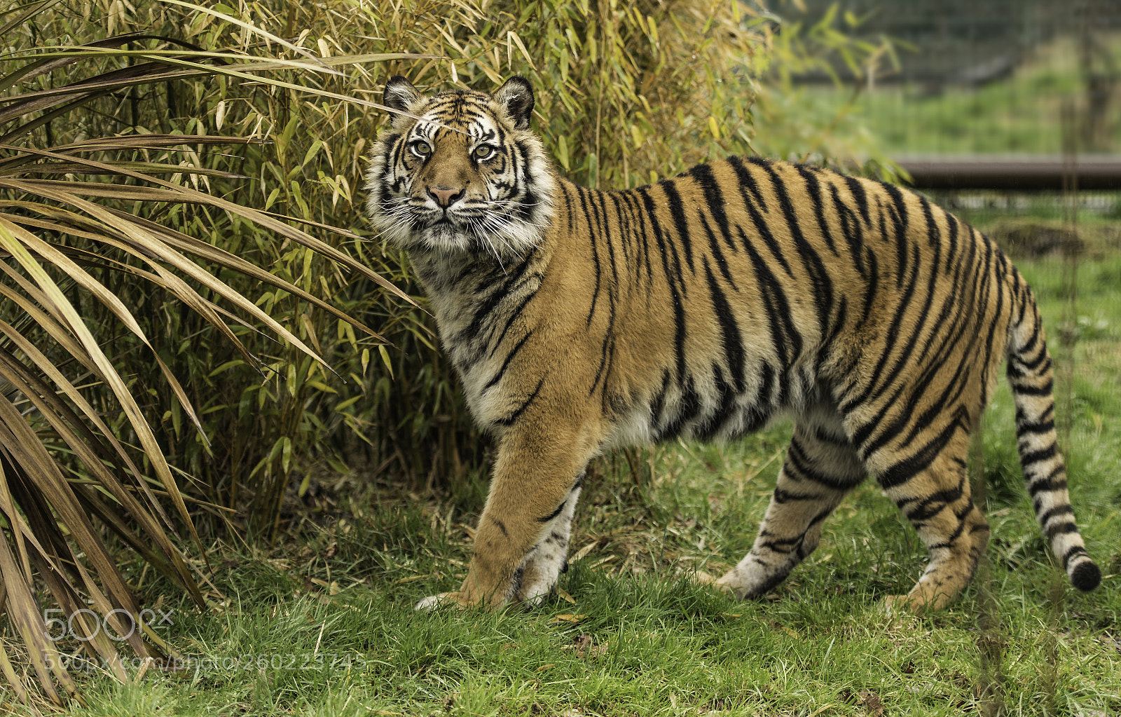 Nikon D5 sample photo. Tiger series photography