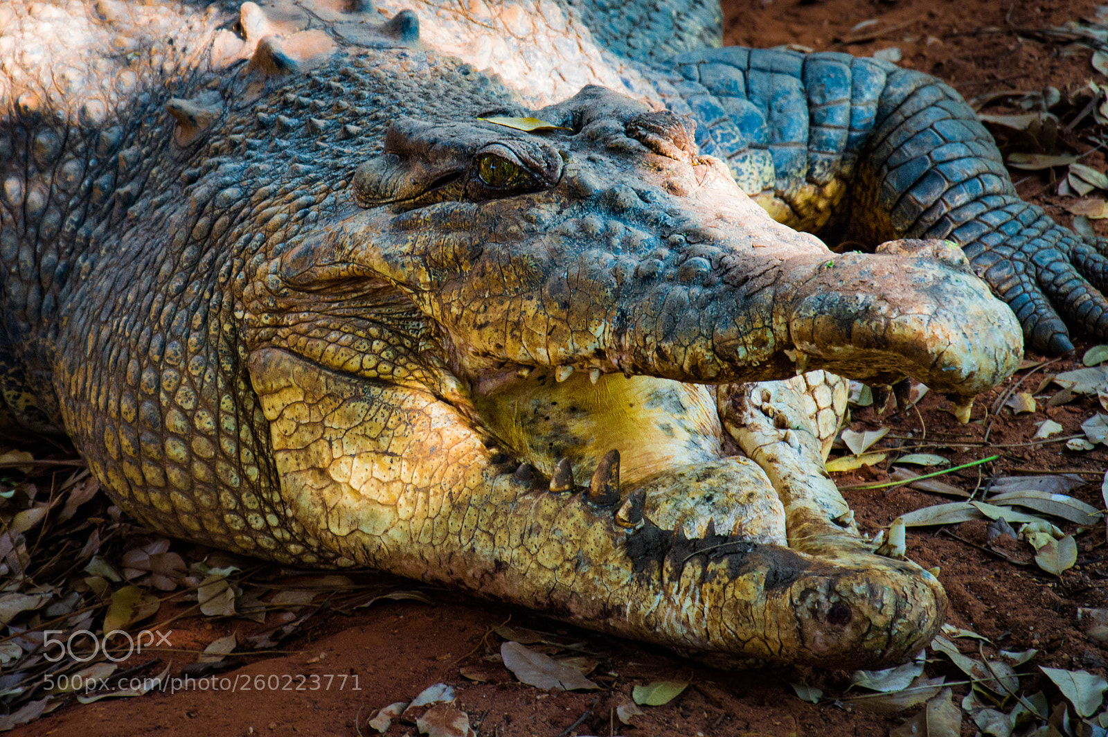 Nikon D3200 sample photo. Broome croc 02 photography