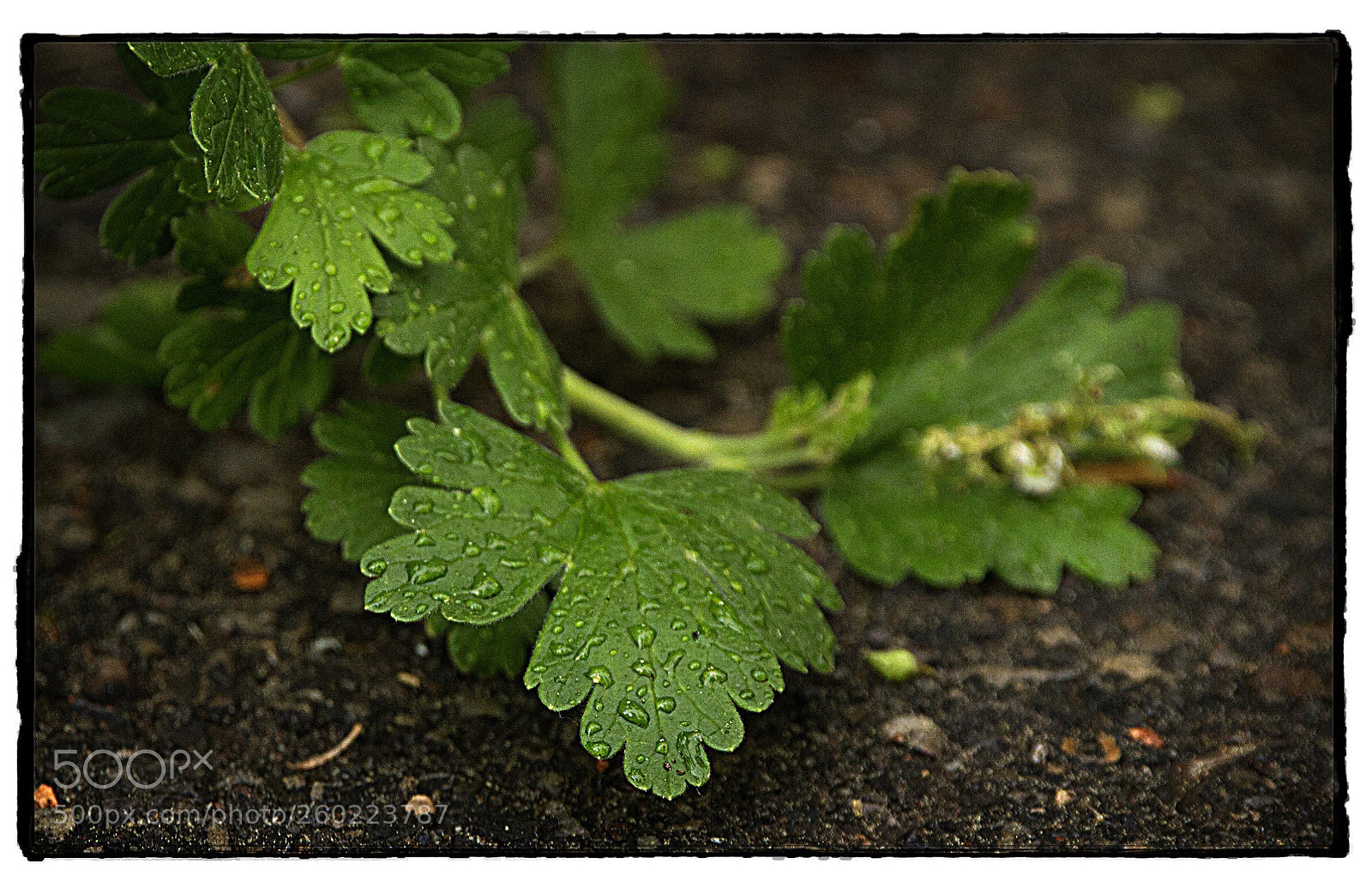 Canon EOS 7D sample photo. Leaves on a rainy photography