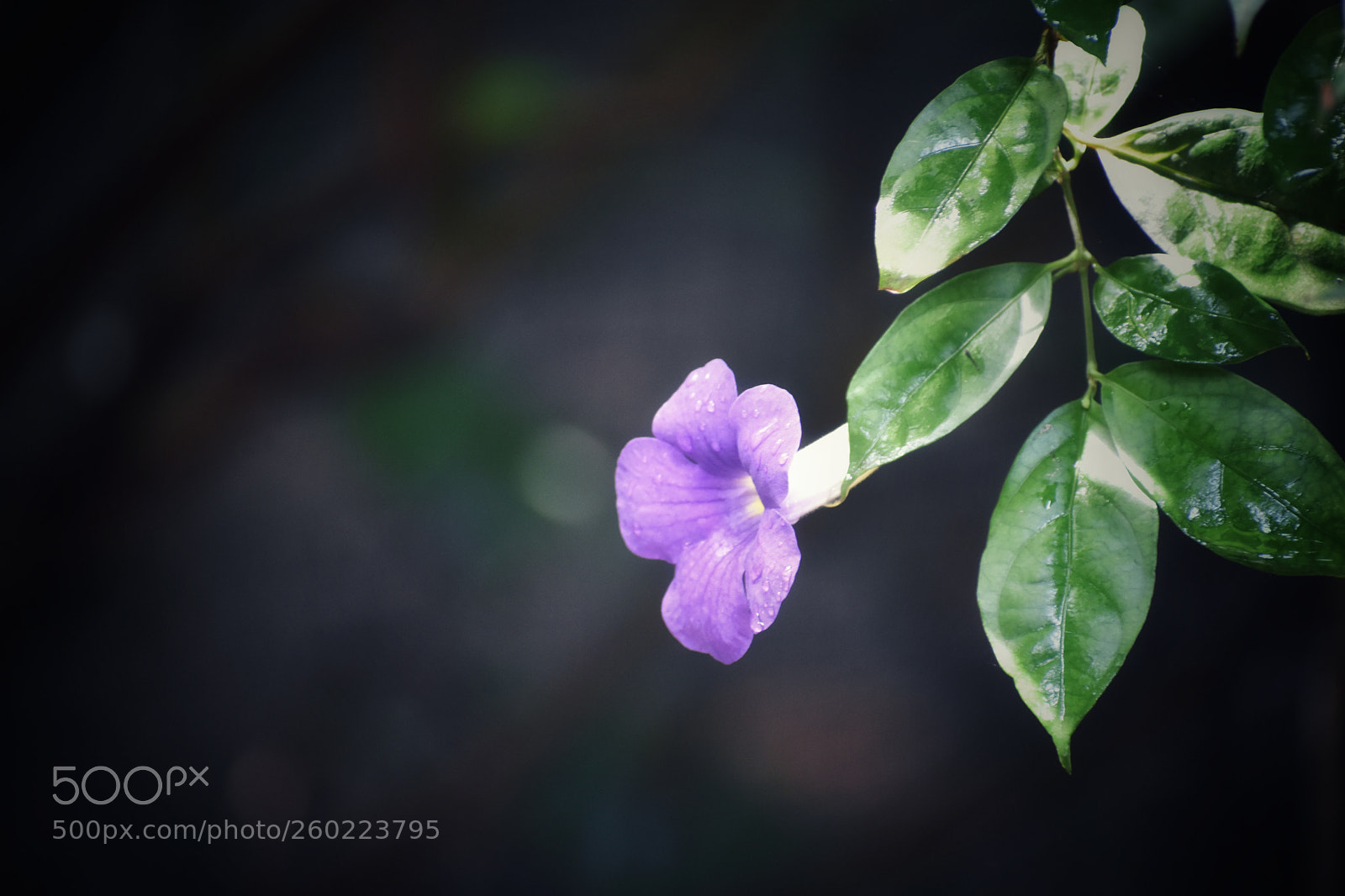 Nikon D3400 sample photo. Violet flower photography