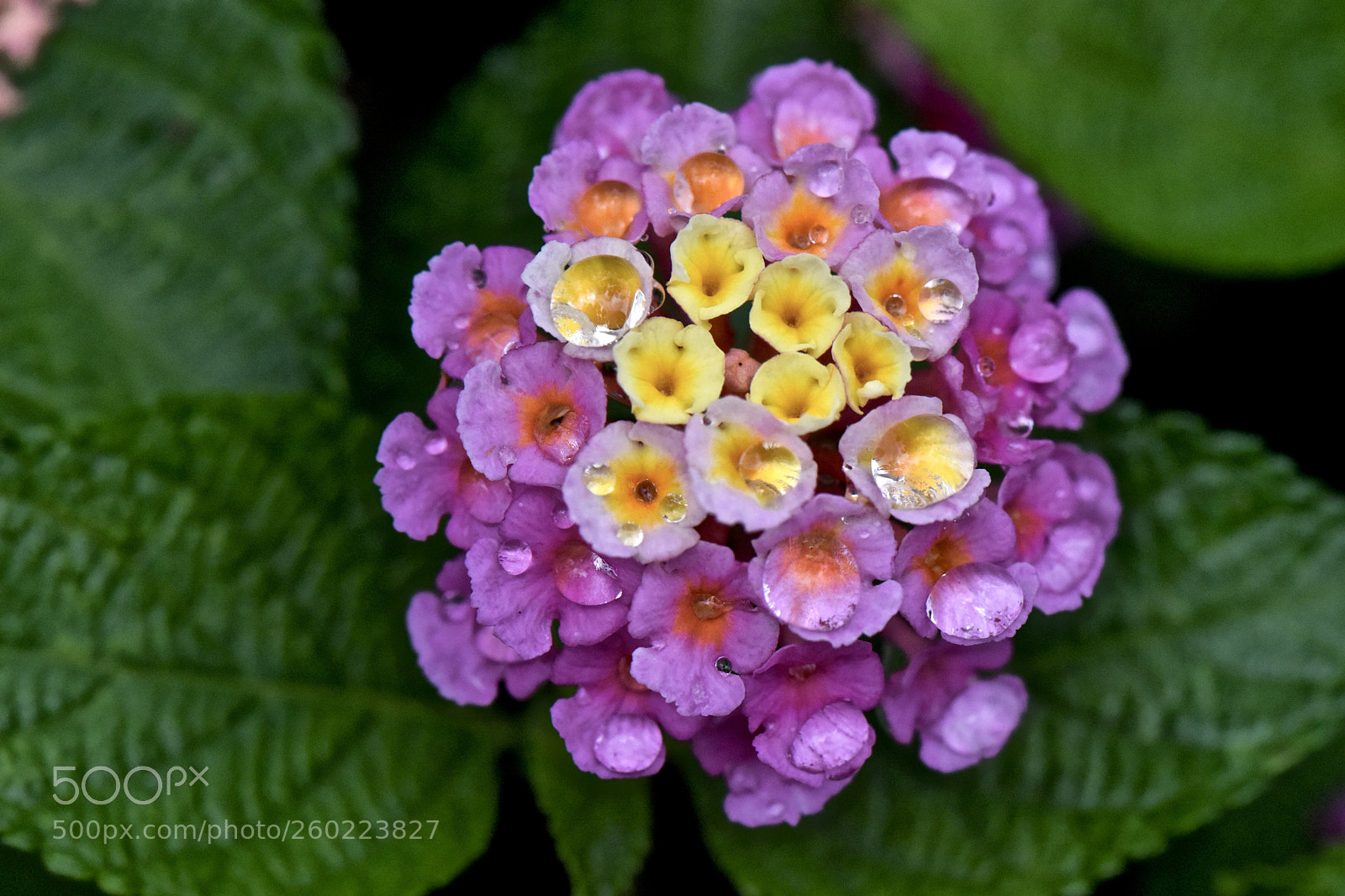 Nikon D810 sample photo. Just add water photography
