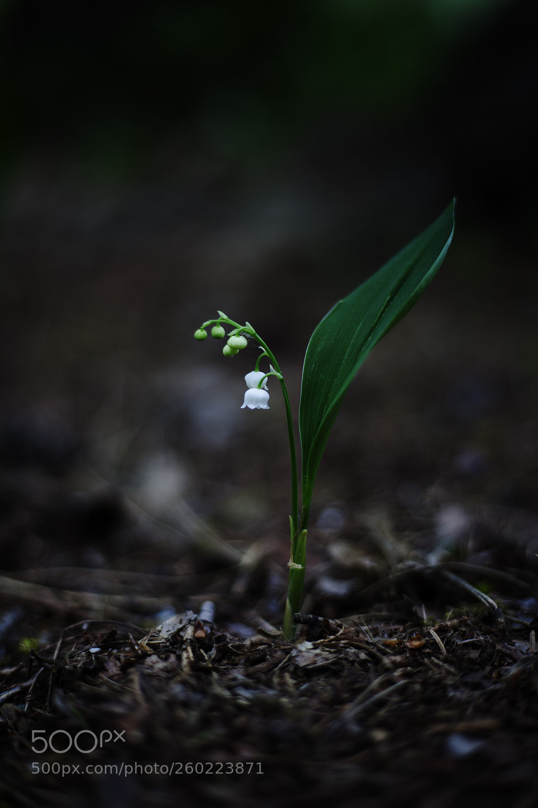 Canon EOS 5D Mark II sample photo. Convallaria majalis photography