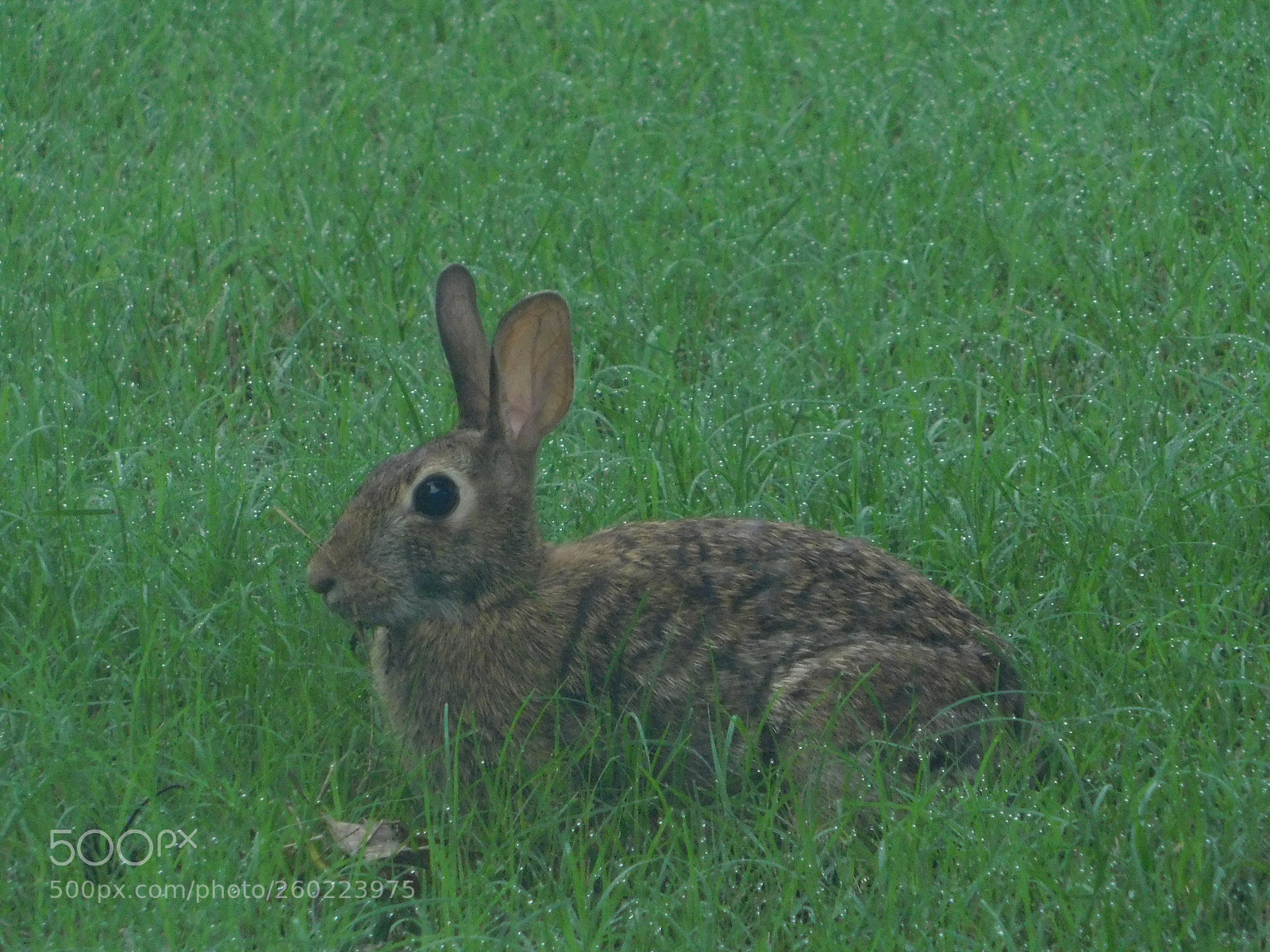 Nikon Coolpix B500 sample photo. Rabbit photography