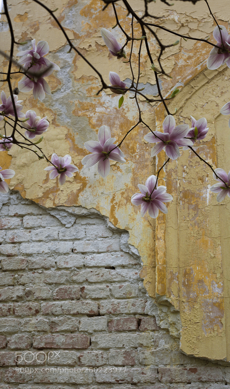 Canon EOS 5D Mark II sample photo. Magnolia x soulangeana lennei photography