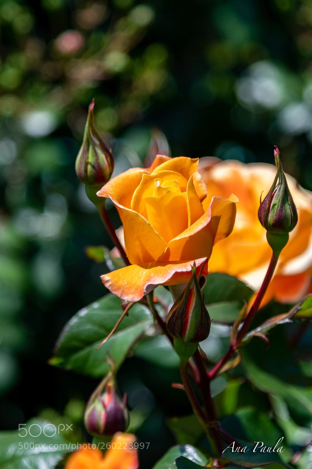 Nikon D500 sample photo. Untitled photography