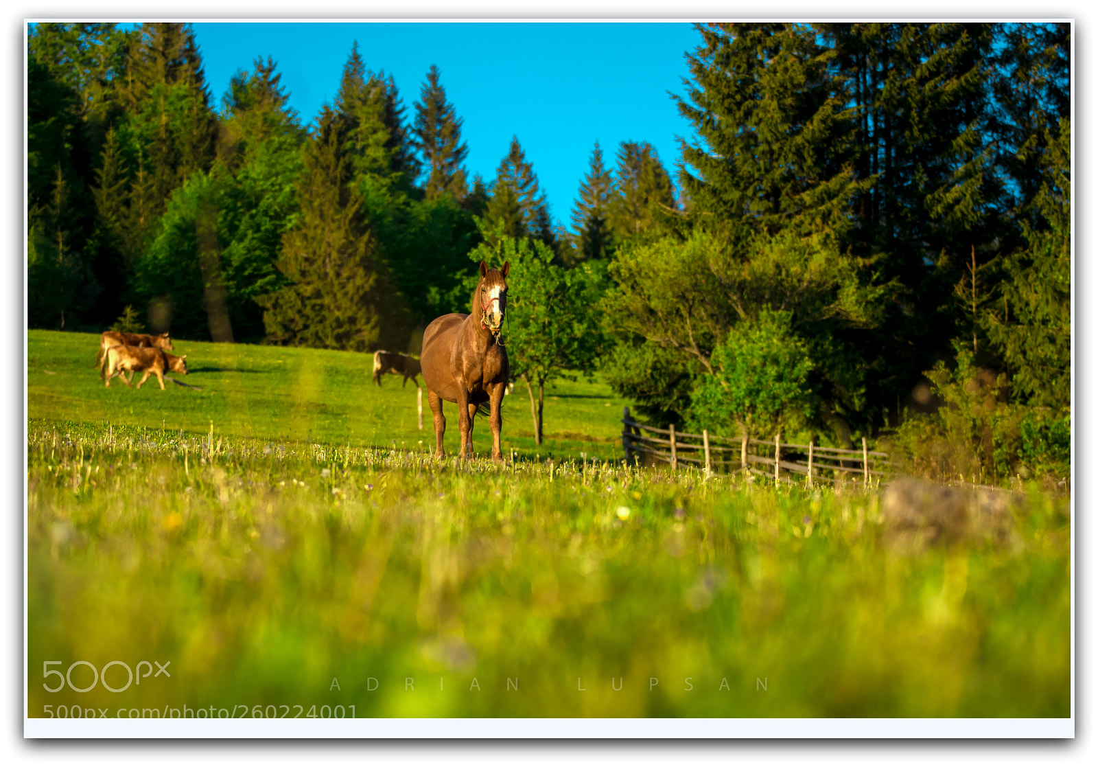 Nikon D7100 sample photo. Guardian photography