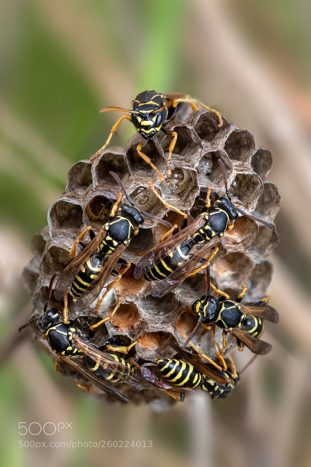 Nikon D750 sample photo. Heide-feldwespe (polistes nimpha) photography
