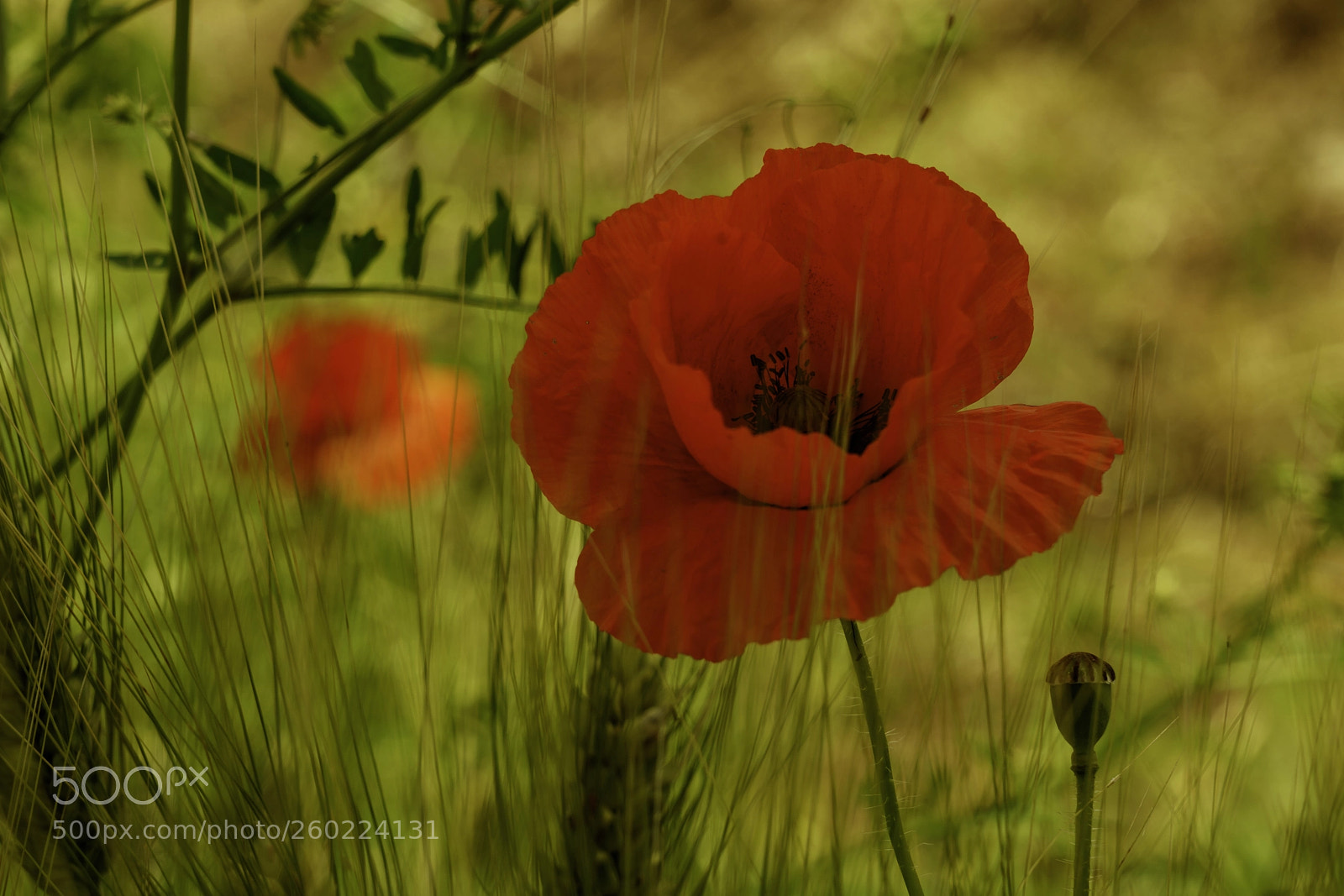 Sony a7R III sample photo. A poppy for paul photography