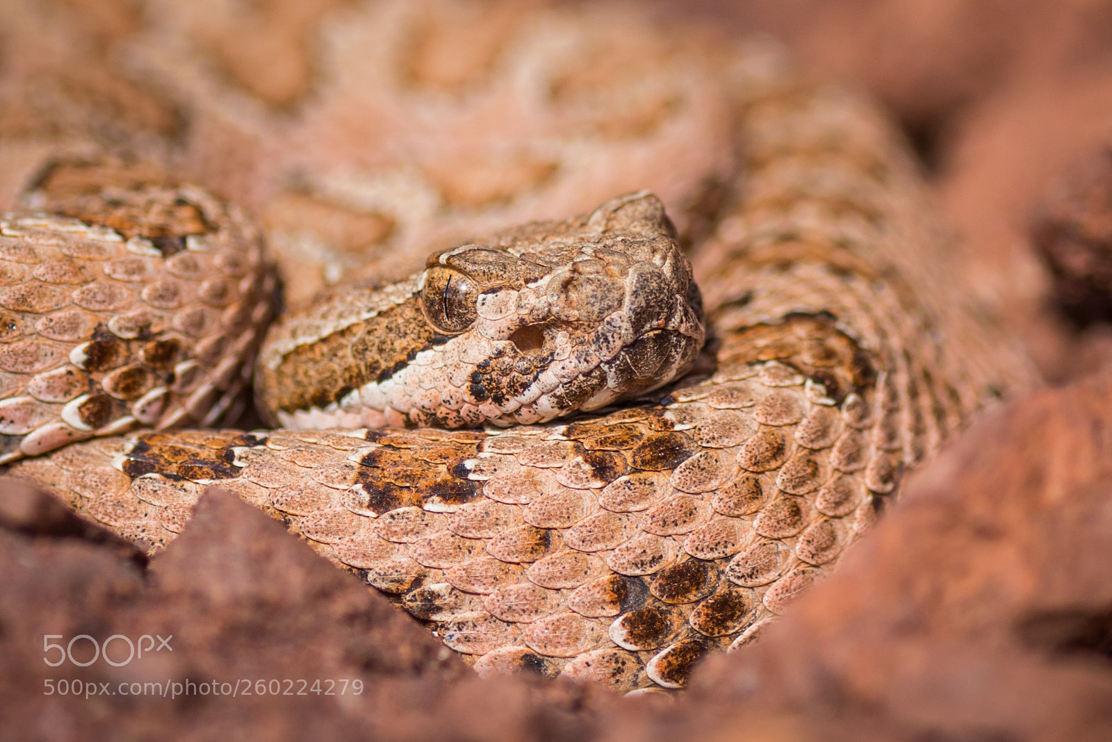 Nikon D810 sample photo. Midget faded rattlesnake photography