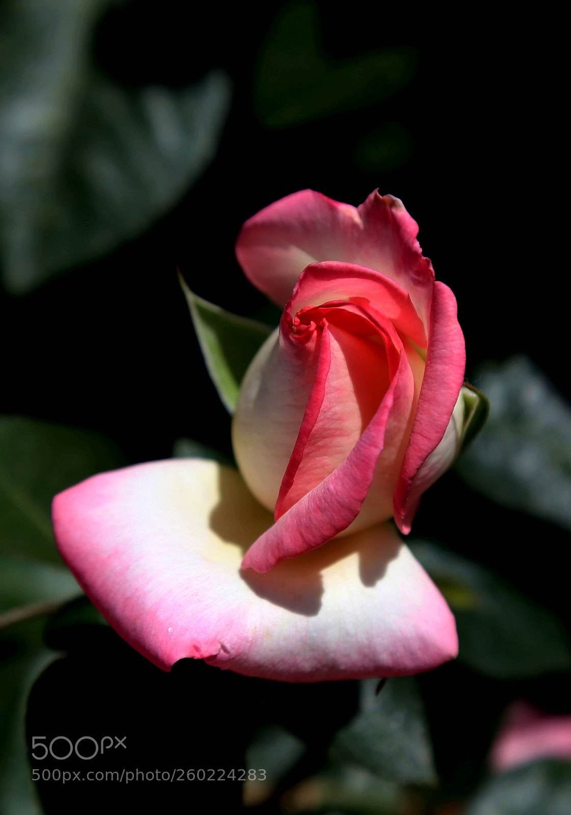 Canon EF 24-105mm F4L IS USM sample photo. Untitled photography