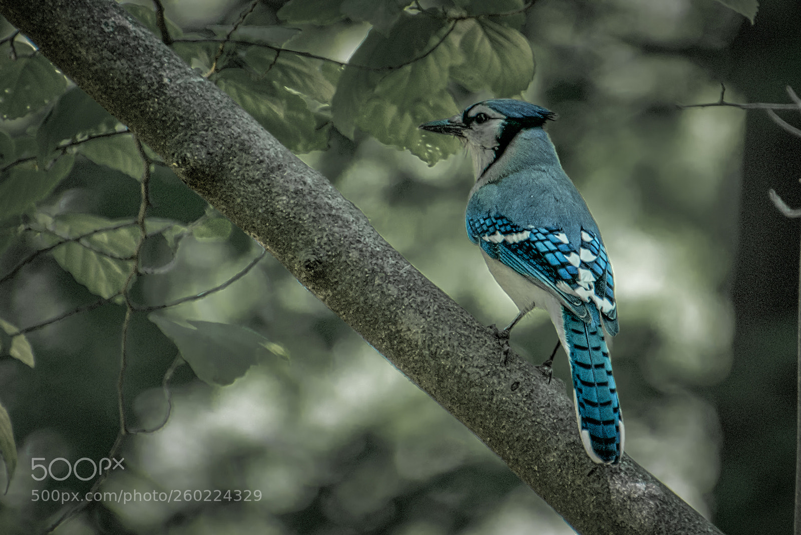 Nikon D7200 sample photo. Rbg blue jay photography