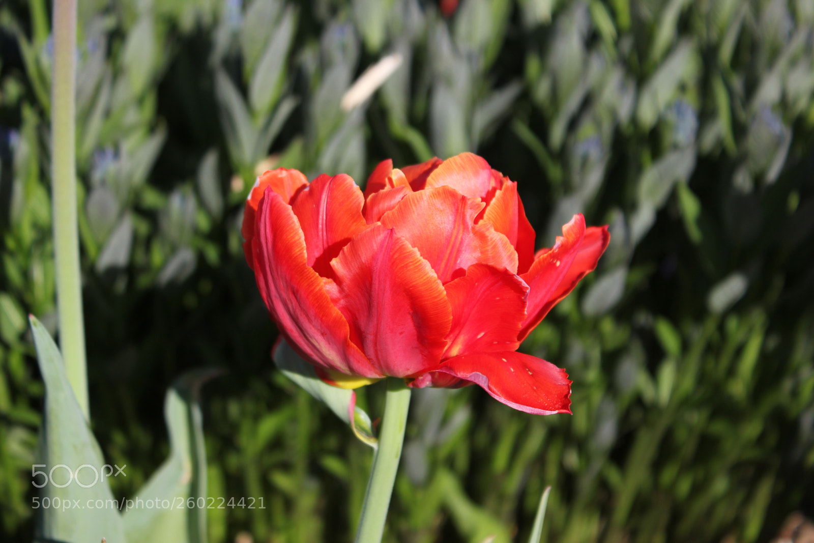 Canon EOS 550D (EOS Rebel T2i / EOS Kiss X4) sample photo. Tulips edward s gardens photography