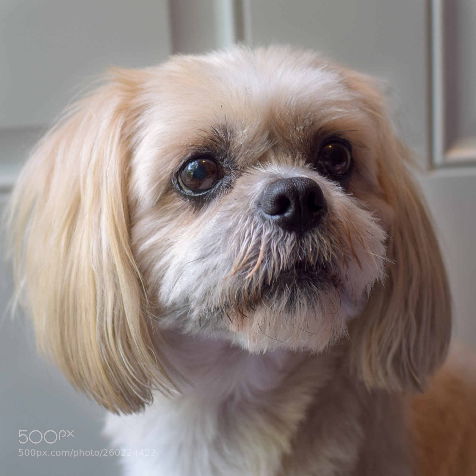 Nikon D5300 sample photo. Billy's back again photography