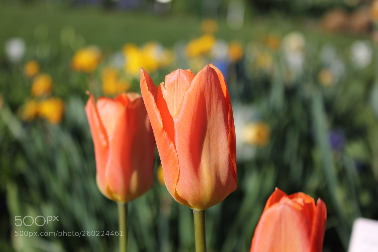 Canon EOS 550D (EOS Rebel T2i / EOS Kiss X4) sample photo. Tulips edward s gardens photography