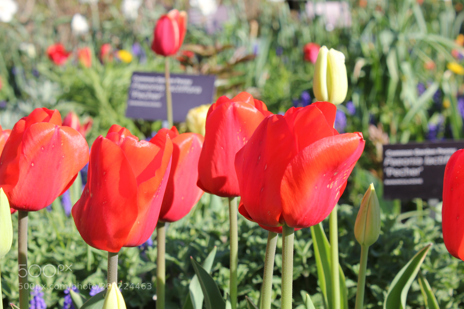 Canon EOS 550D (EOS Rebel T2i / EOS Kiss X4) sample photo. Tulips edward s gardens photography