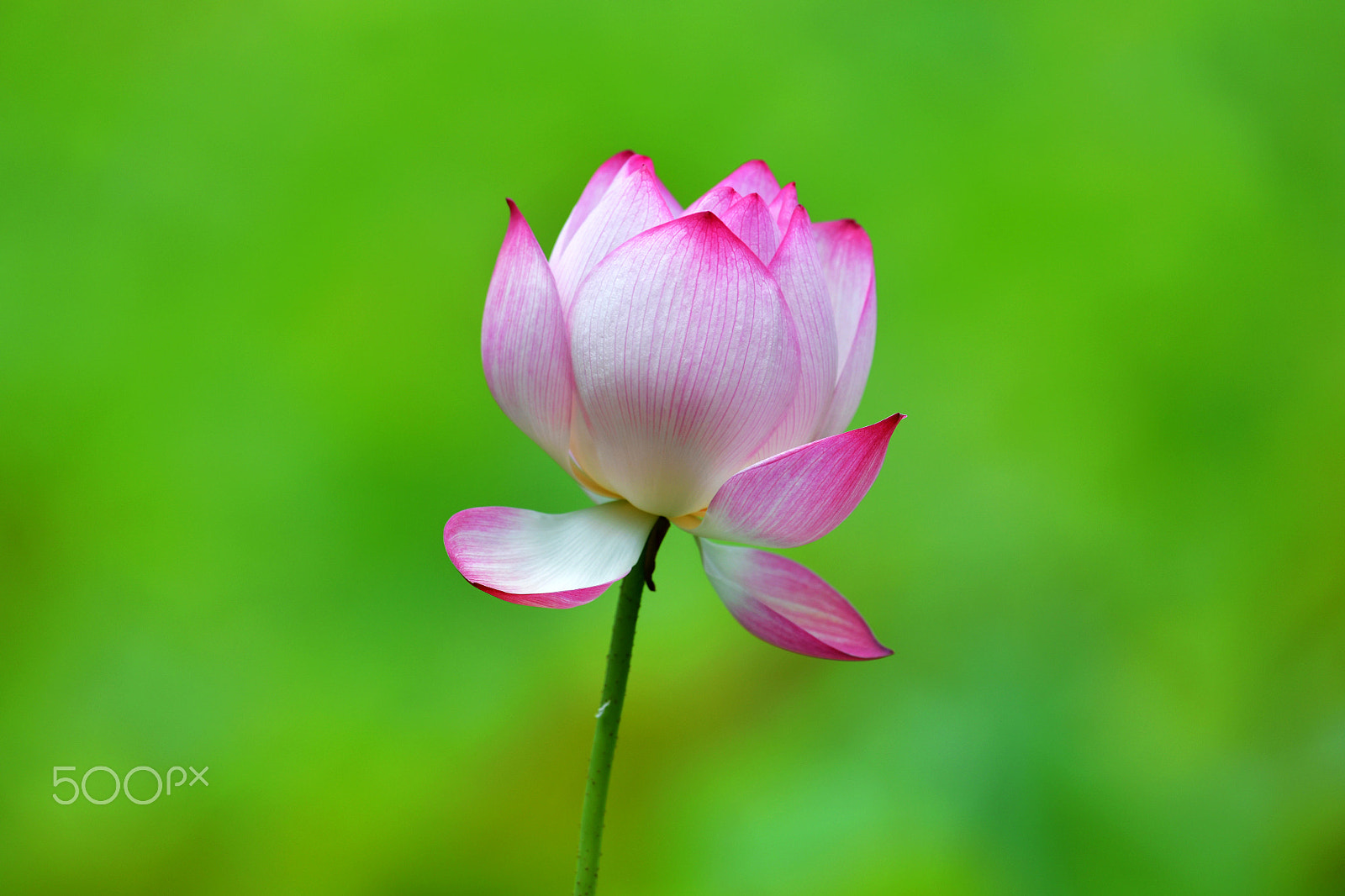 Nikon AF-S Nikkor 200-500mm F5.6E ED VR sample photo. 荷 photography