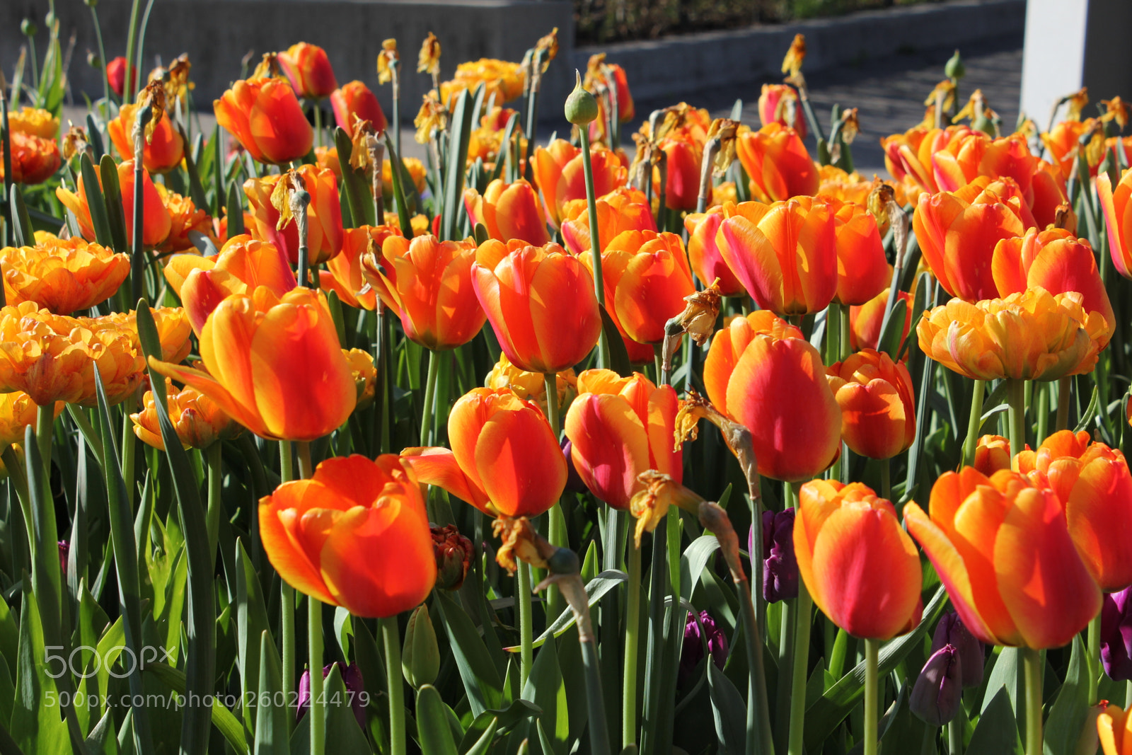 Canon EOS 550D (EOS Rebel T2i / EOS Kiss X4) sample photo. Tulips edward s gardens photography