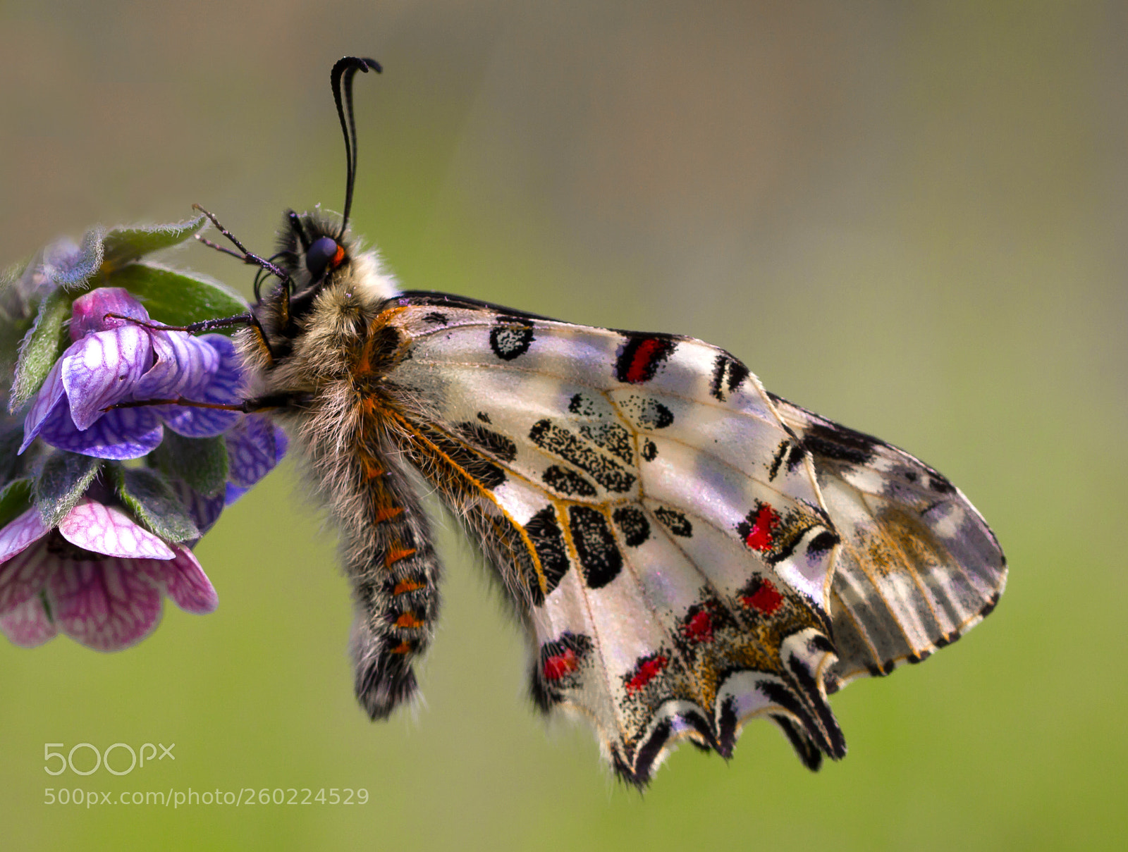 Canon EOS 7D sample photo. Butterfly photography