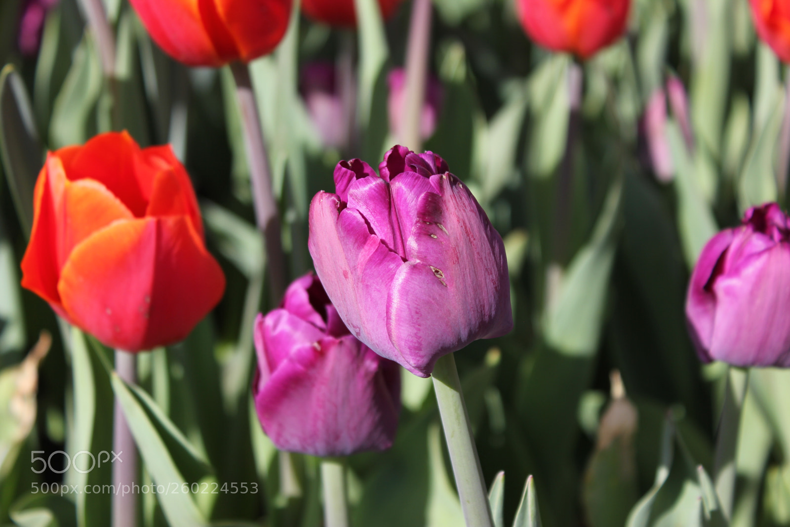 Canon EOS 550D (EOS Rebel T2i / EOS Kiss X4) sample photo. Tulips edward s gardens photography