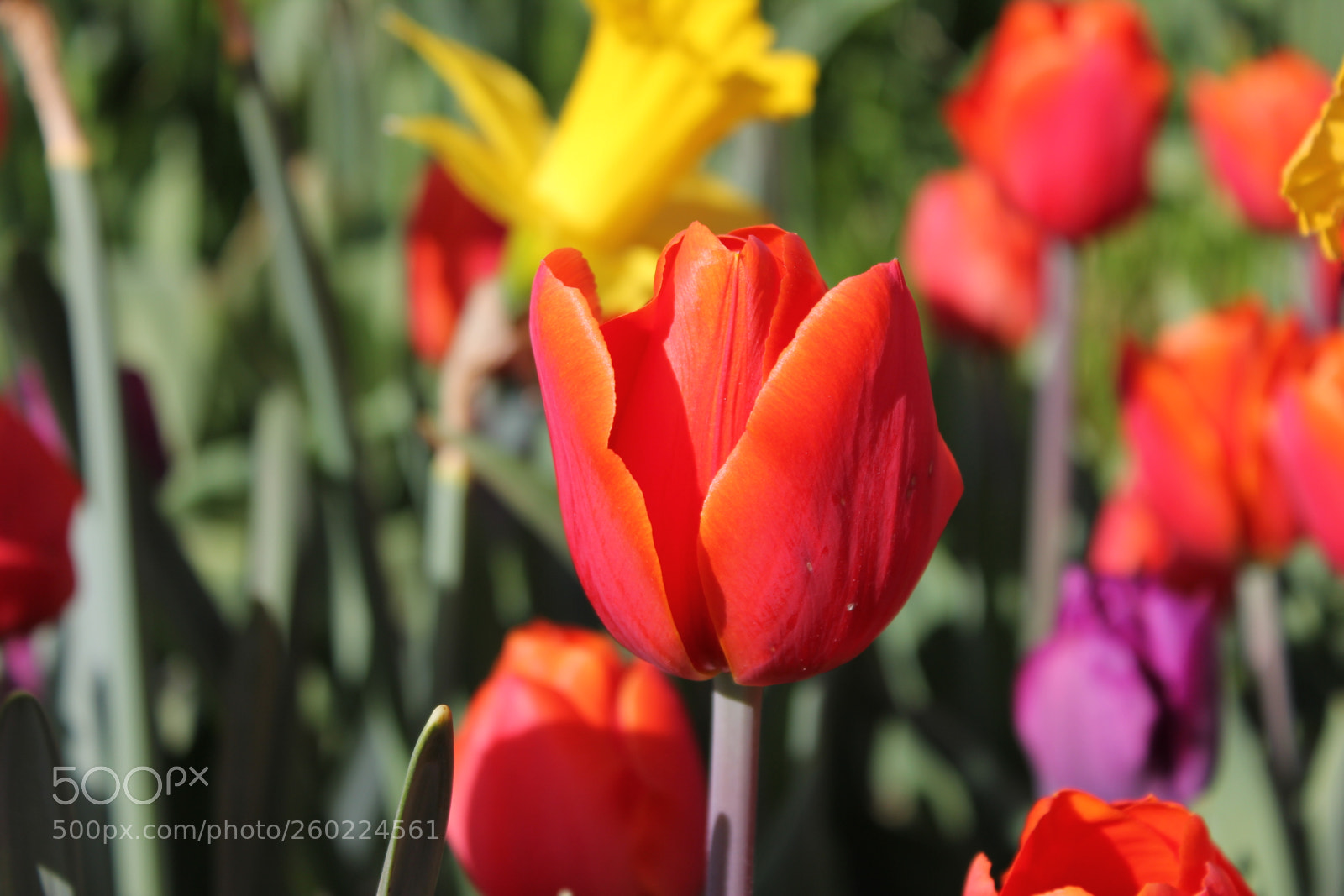 Canon EOS 550D (EOS Rebel T2i / EOS Kiss X4) sample photo. Tulips edward s gardens photography