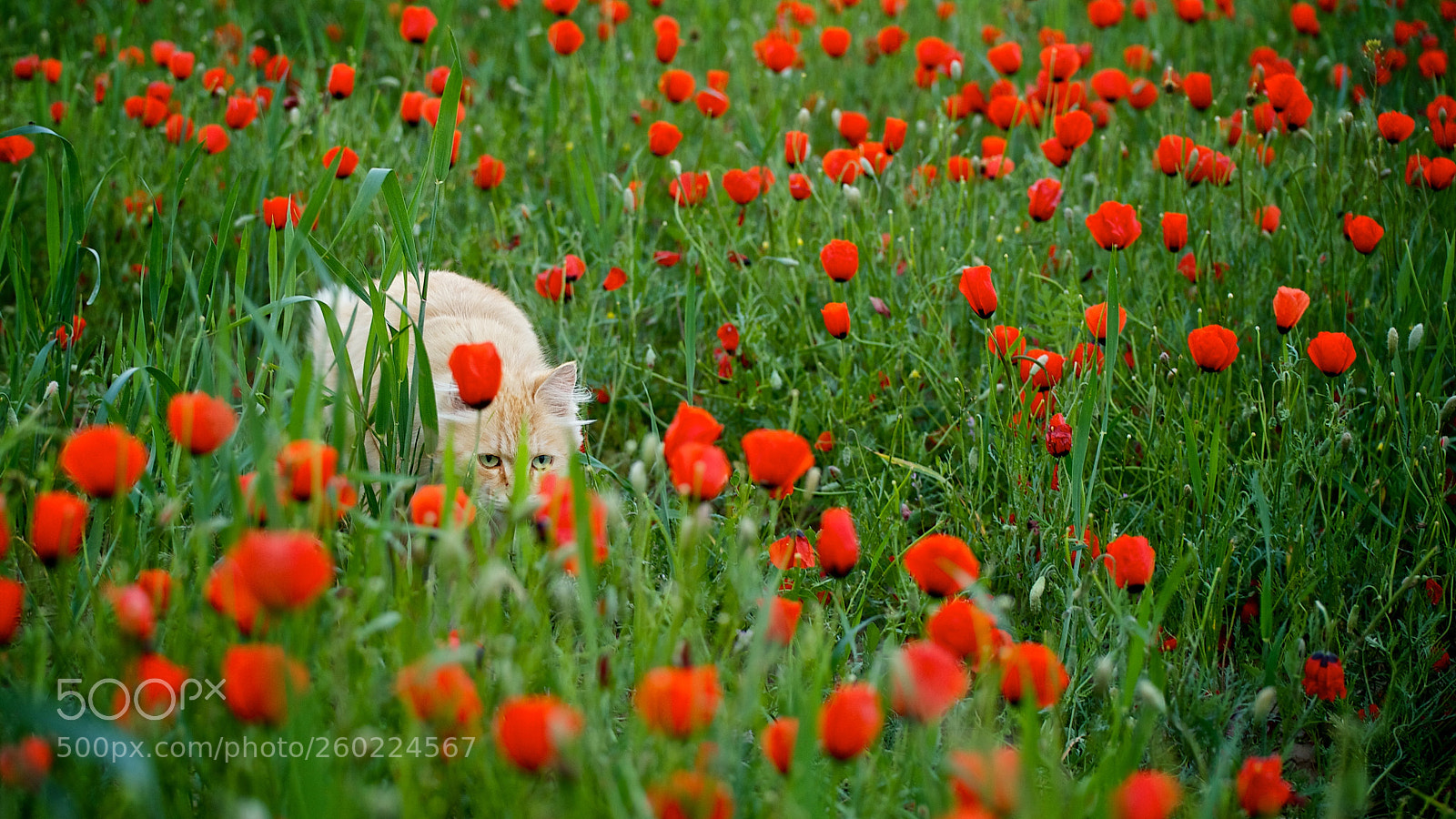 Nikon D700 sample photo. Untitled photography