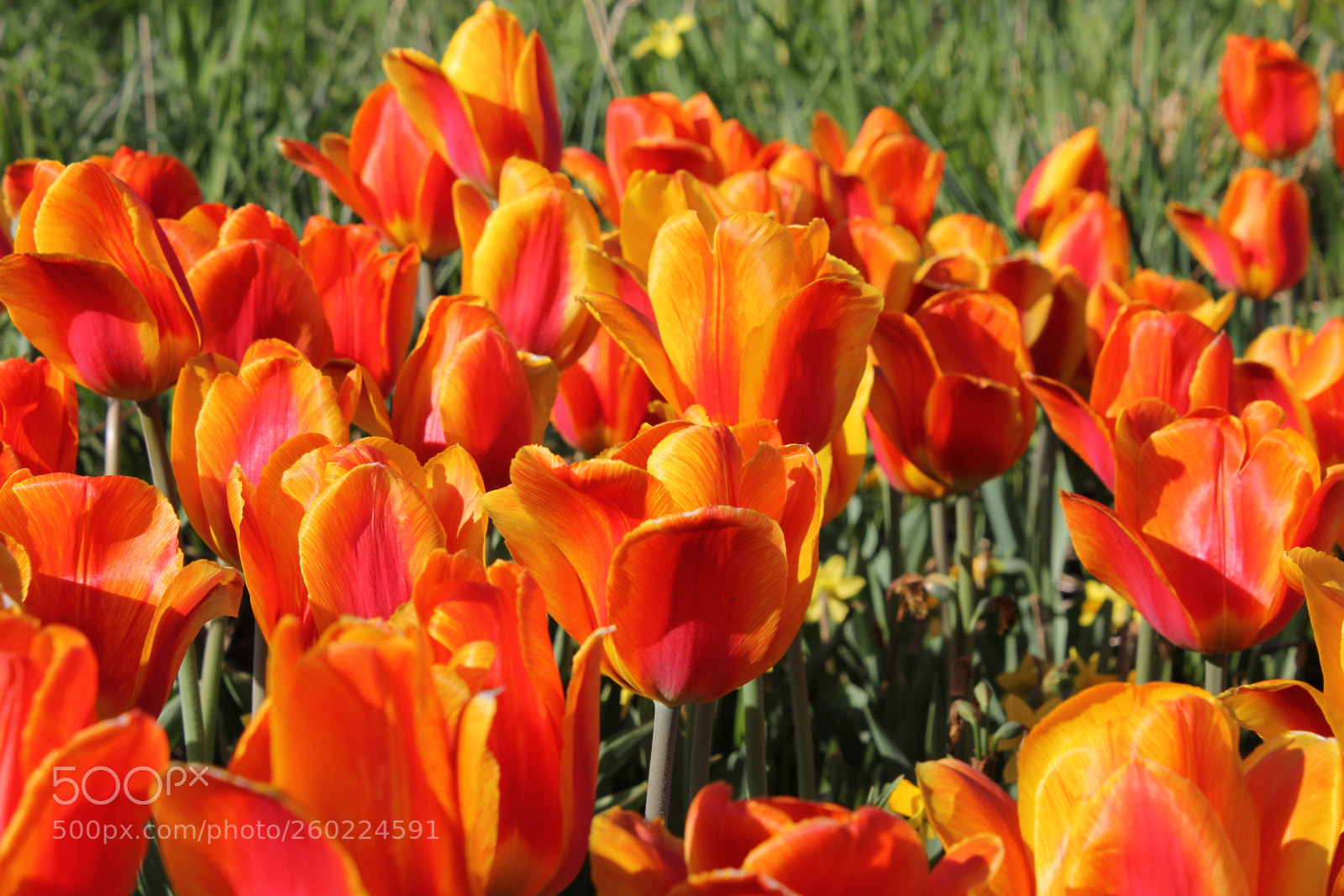 Canon EOS 550D (EOS Rebel T2i / EOS Kiss X4) sample photo. Tulips edward s gardens photography