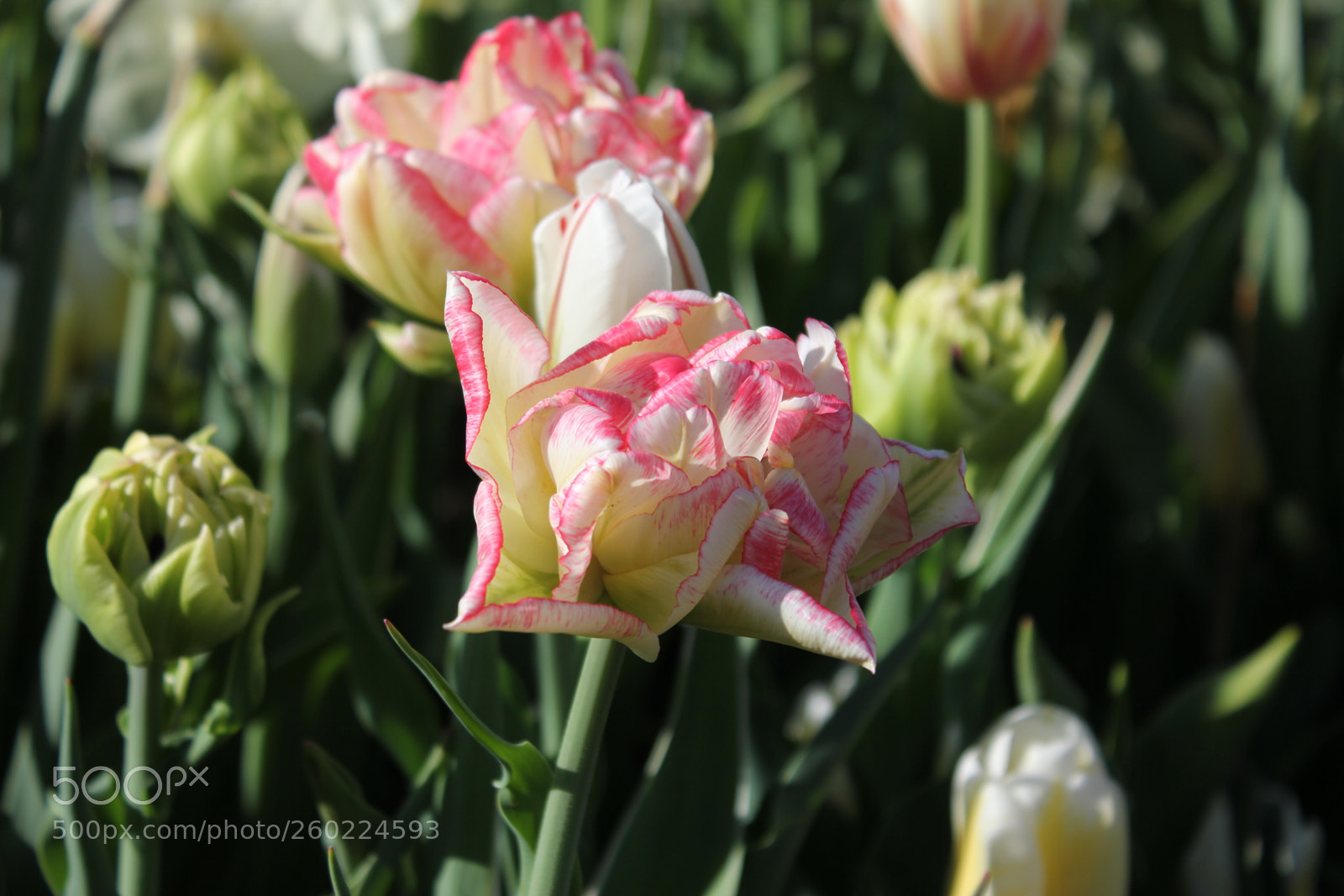 Canon EOS 550D (EOS Rebel T2i / EOS Kiss X4) sample photo. Tulips edward s gardens photography