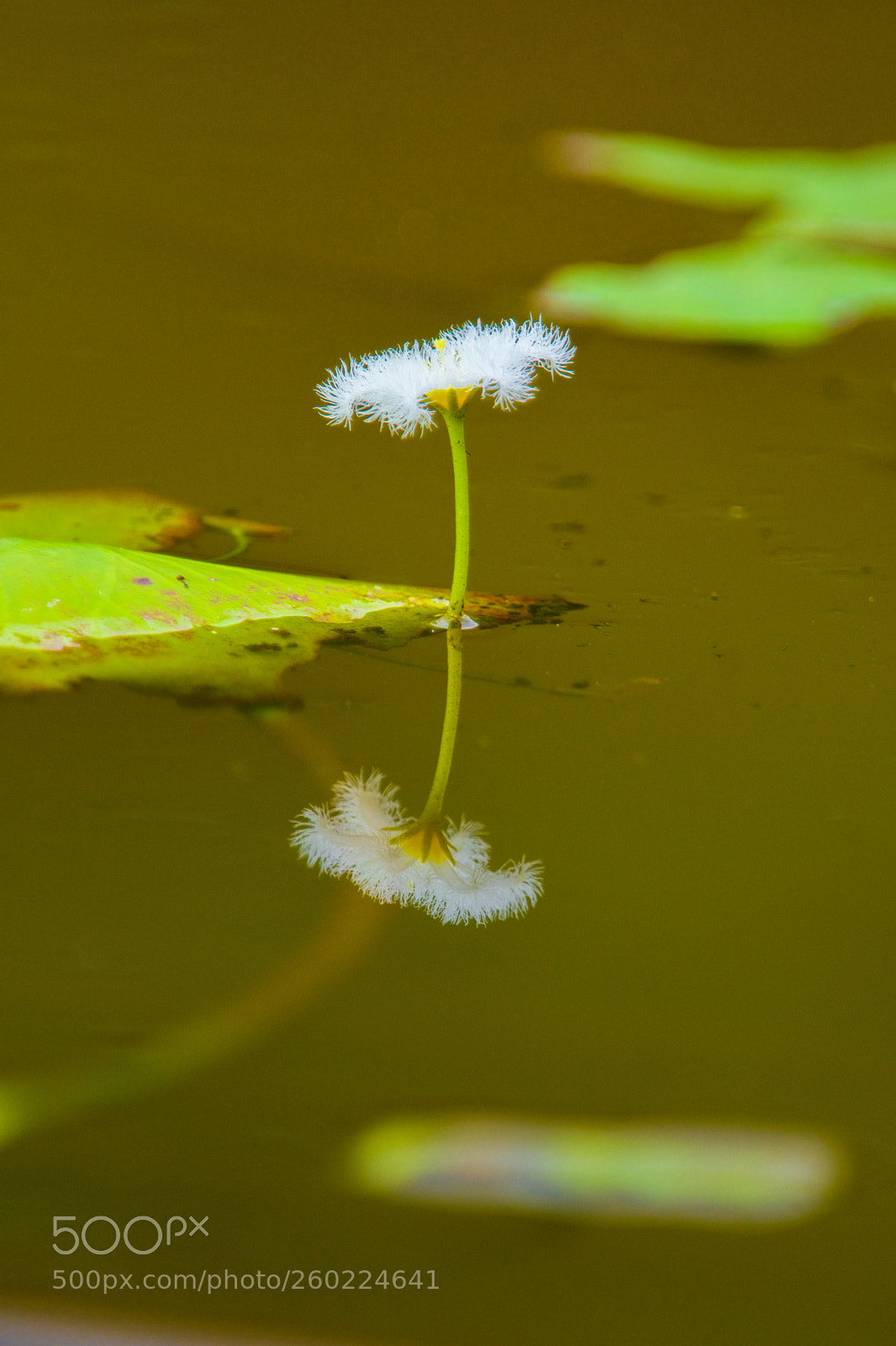Nikon D7200 sample photo. You are tiny but photography