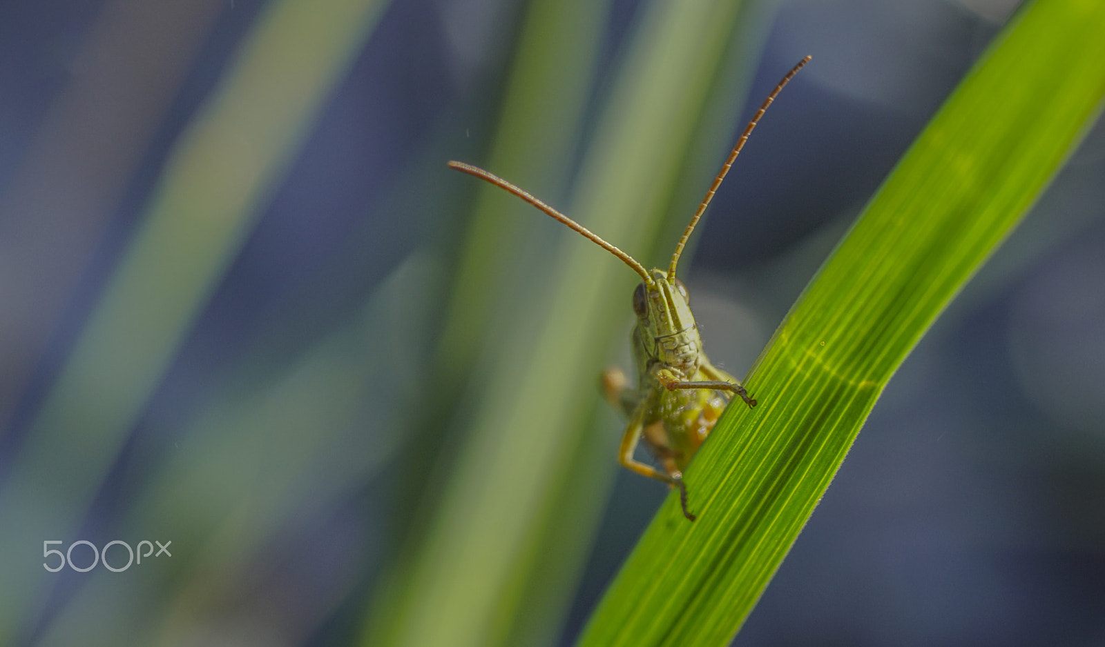 Sony SLT-A68 sample photo. Grasshopper photography