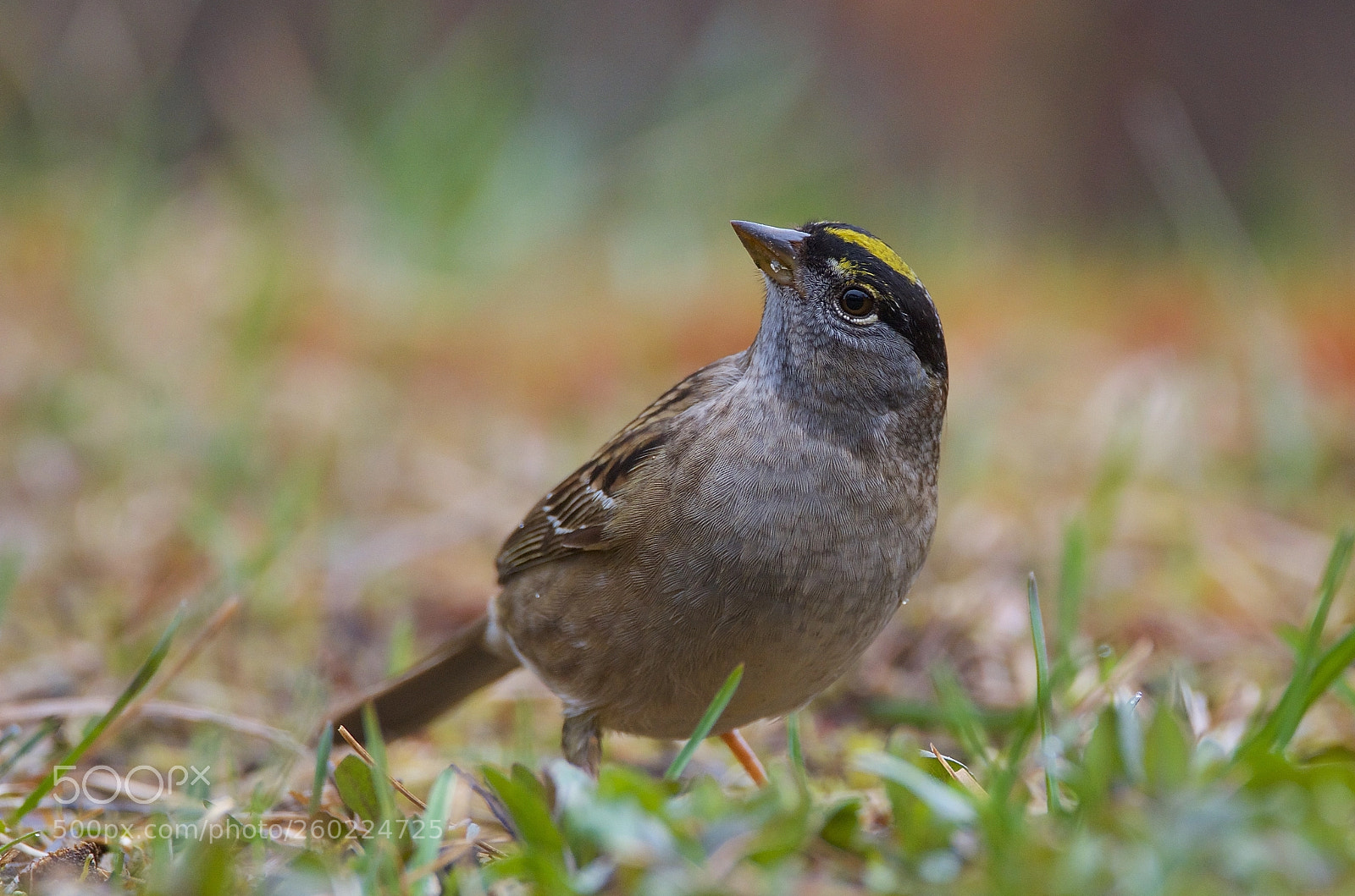 Nikon D7000 sample photo. Something up there photography