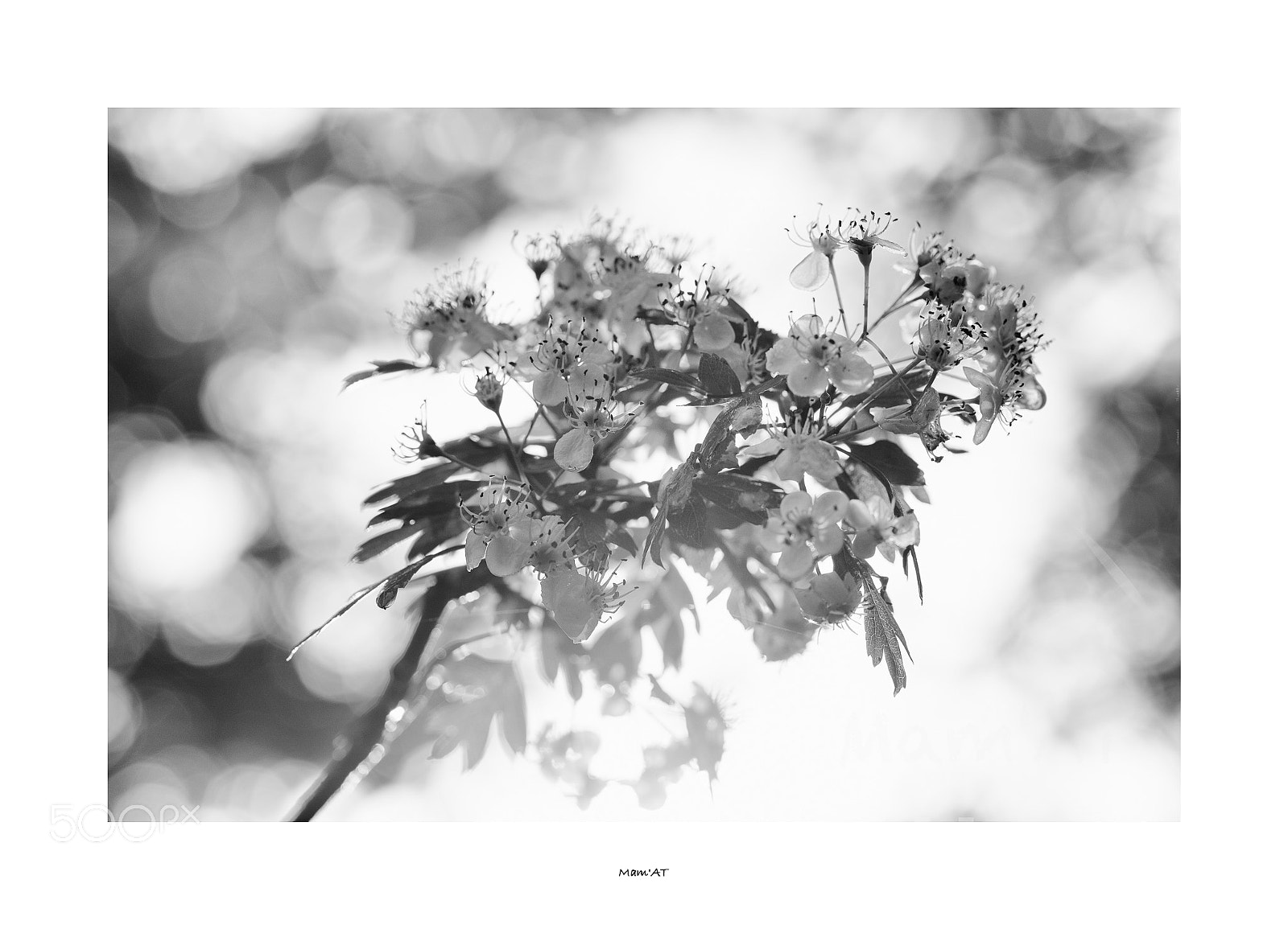Canon EOS 6D Mark II sample photo. Dand la lumière photography