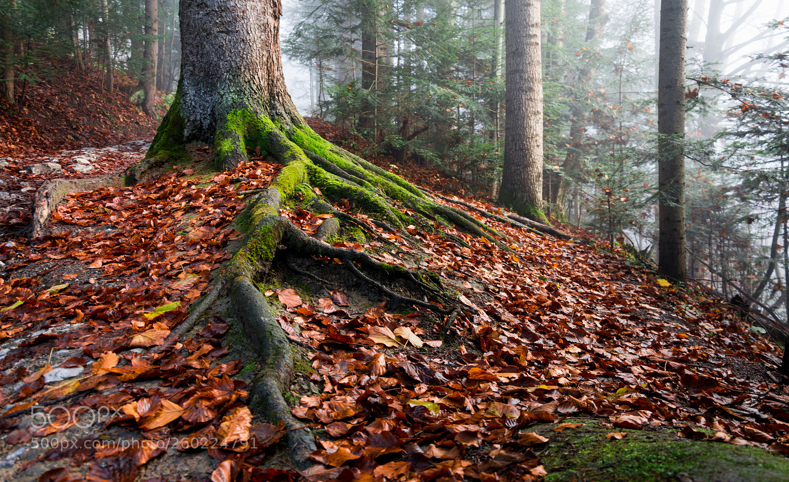Nikon D7100 sample photo. Roots photography
