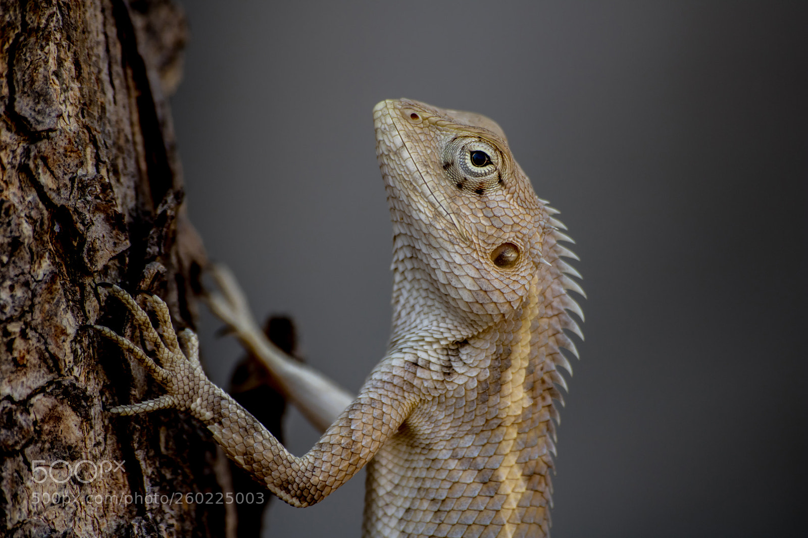 Canon EOS 750D (EOS Rebel T6i / EOS Kiss X8i) sample photo. The amazing creature! photography