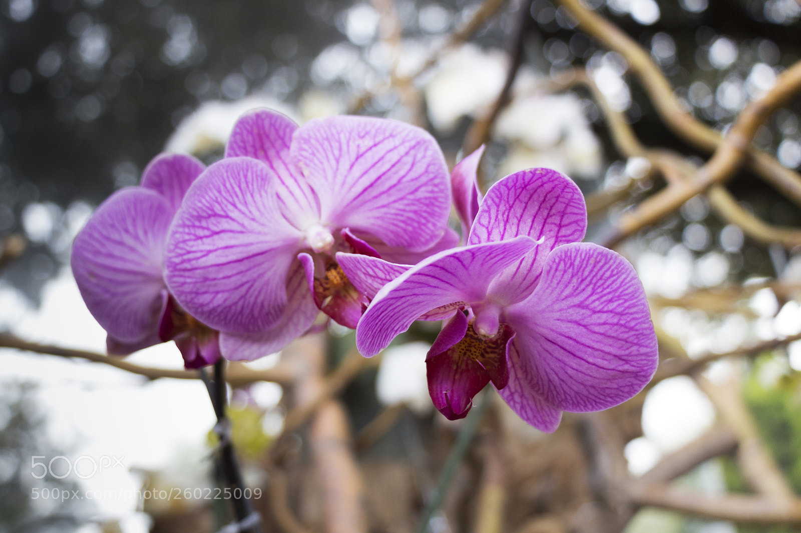 Canon EOS 700D (EOS Rebel T5i / EOS Kiss X7i) sample photo. Flower 2 photography