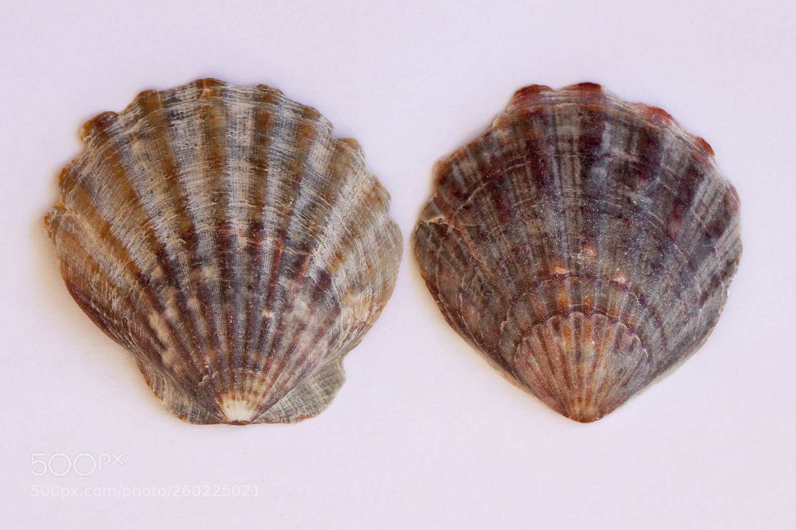 Canon EOS 500D (EOS Rebel T1i / EOS Kiss X3) sample photo. Clam mollusc shell macro photography