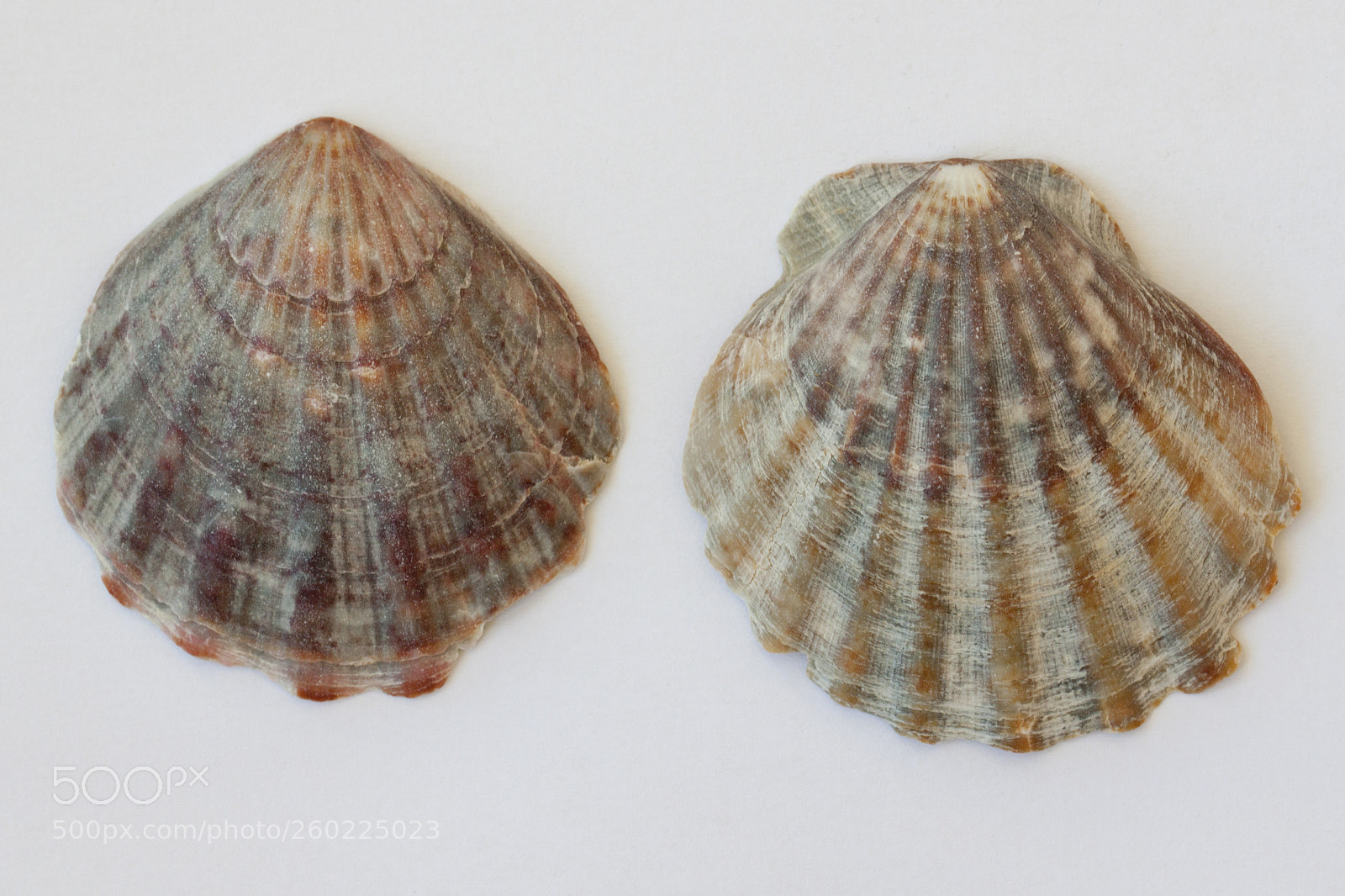 Canon EOS 500D (EOS Rebel T1i / EOS Kiss X3) sample photo. Clam mollusc shell macro photography