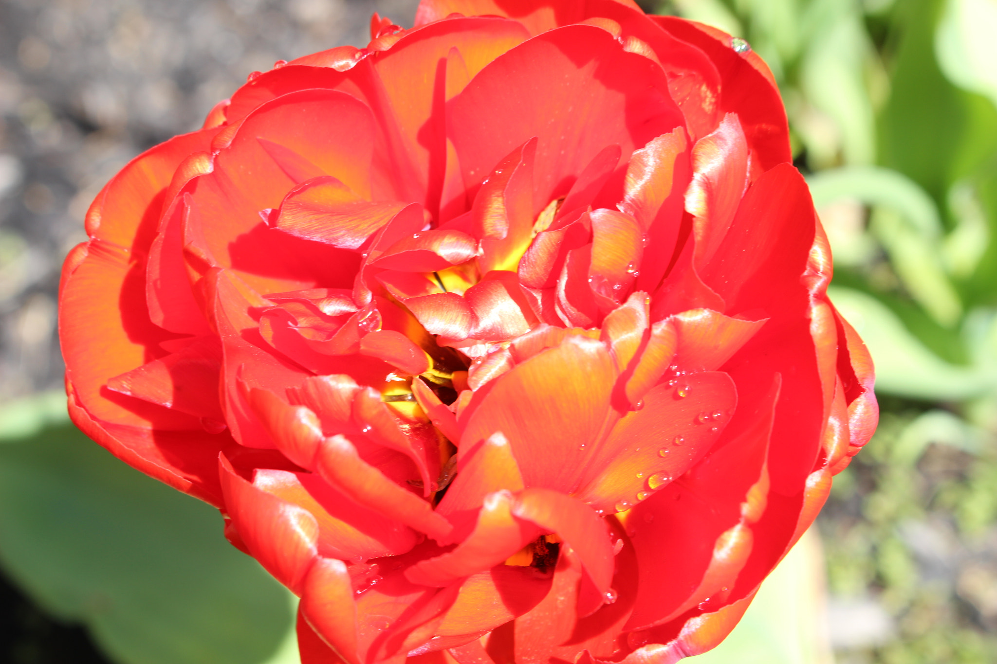 Canon EOS 100D (EOS Rebel SL1 / EOS Kiss X7) sample photo. In full bloom photography