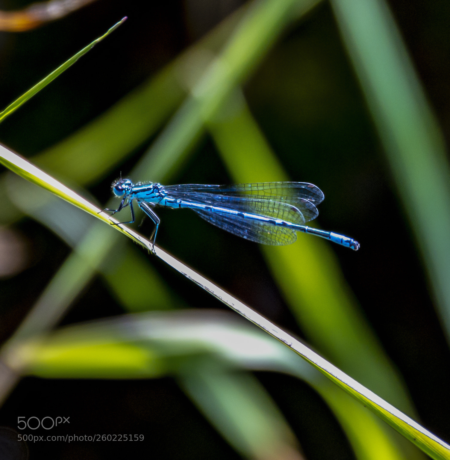 Nikon D4 sample photo. Dragonfly - more like photography