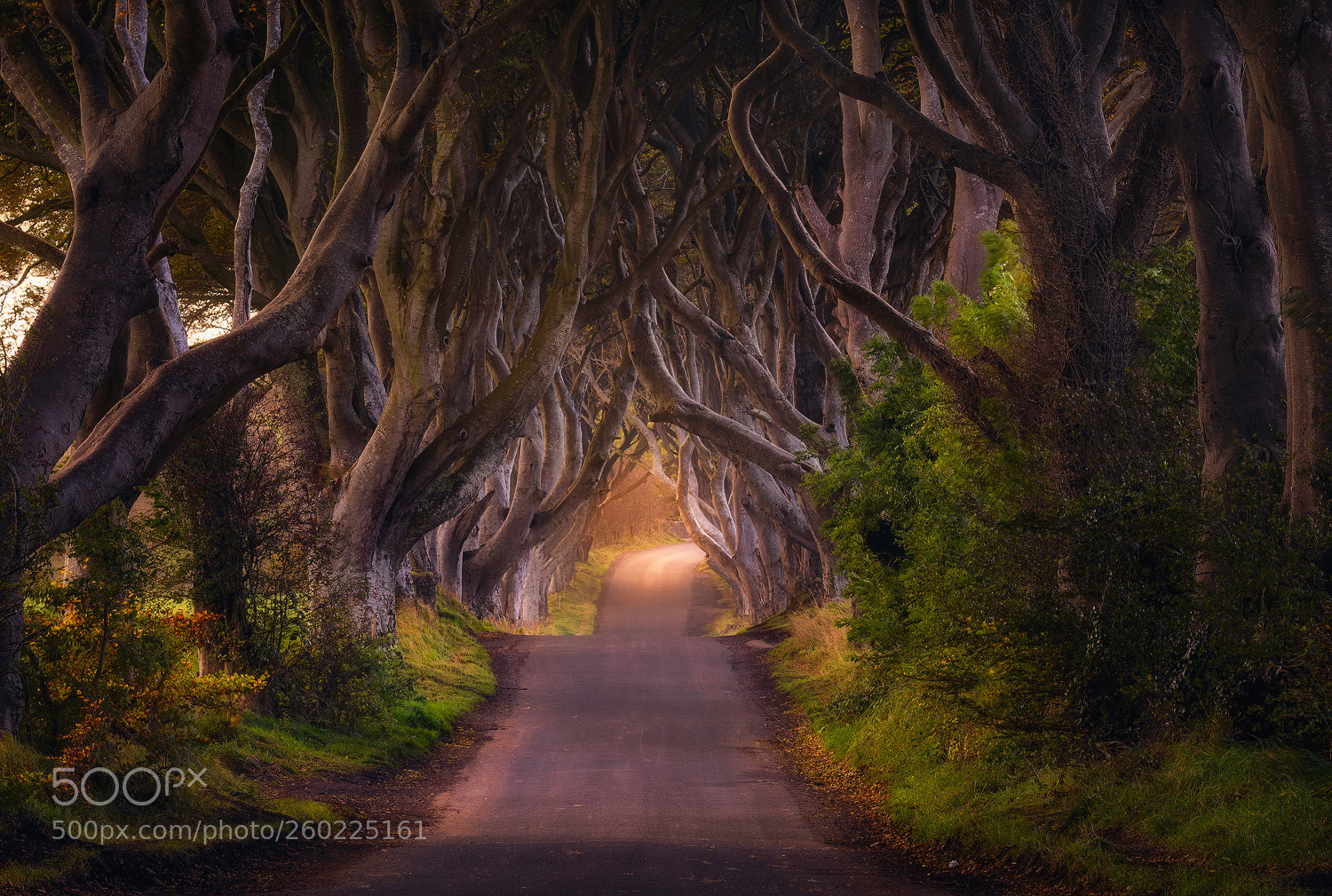 Nikon D810 sample photo. Dark hedges photography